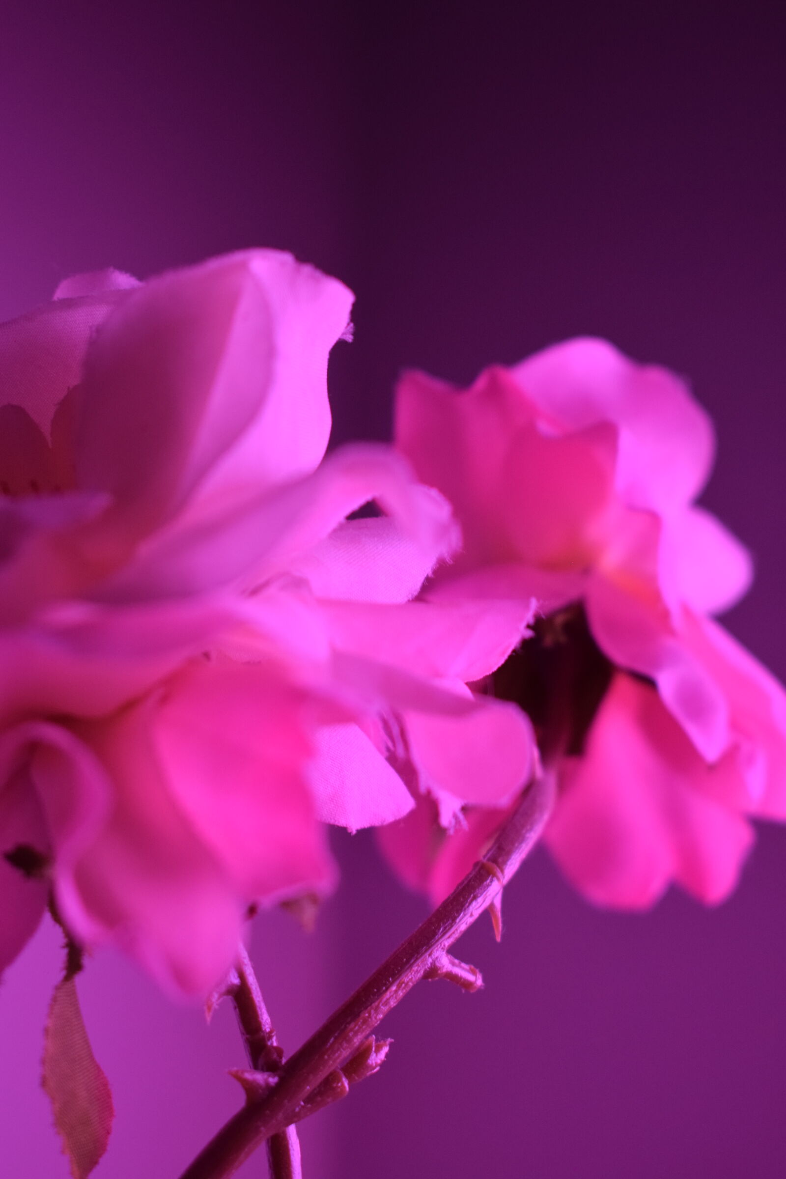 Nikon D5300 sample photo