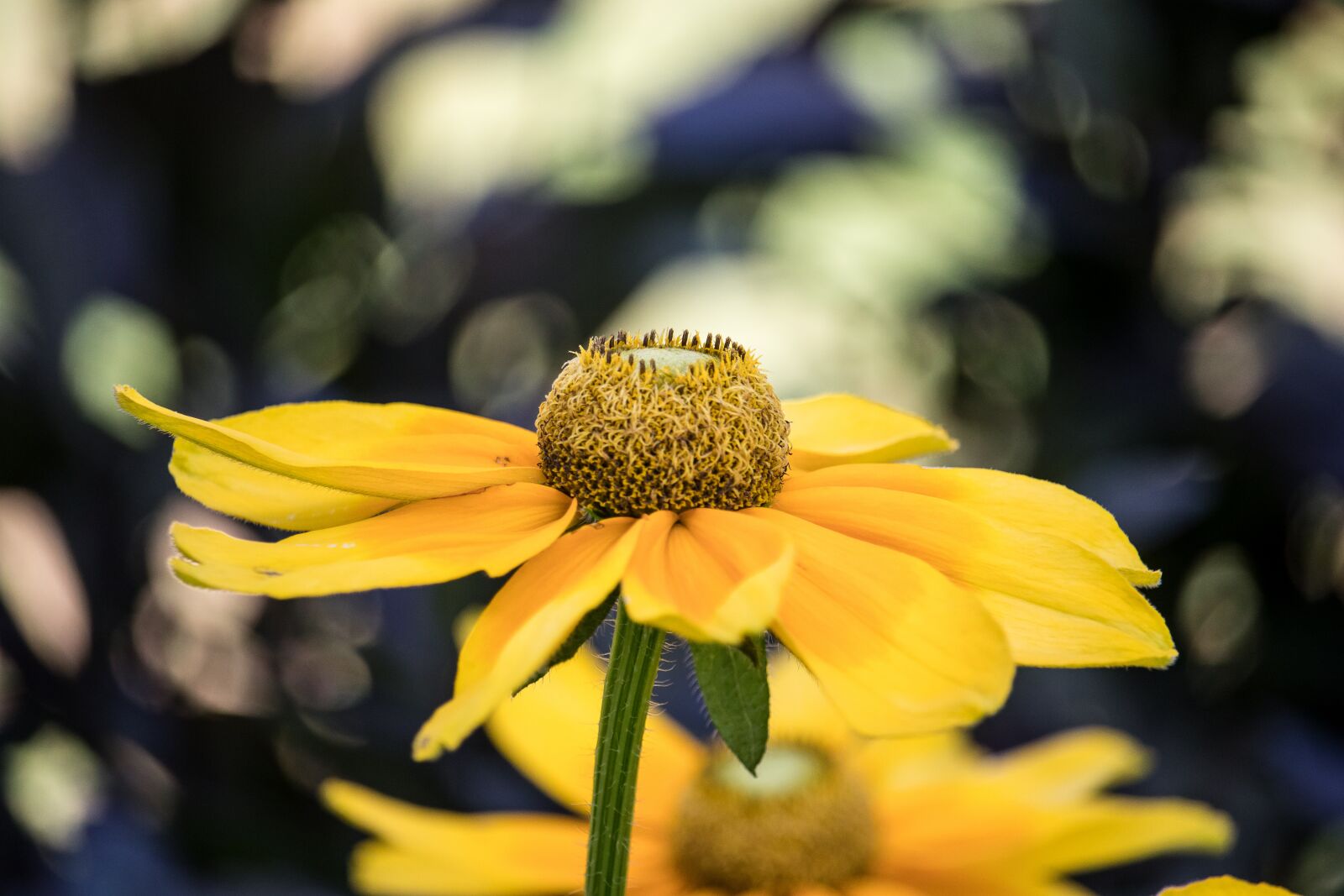 Canon EF-S 55-250mm F4-5.6 IS STM sample photo. Flower, blossom, bloom photography