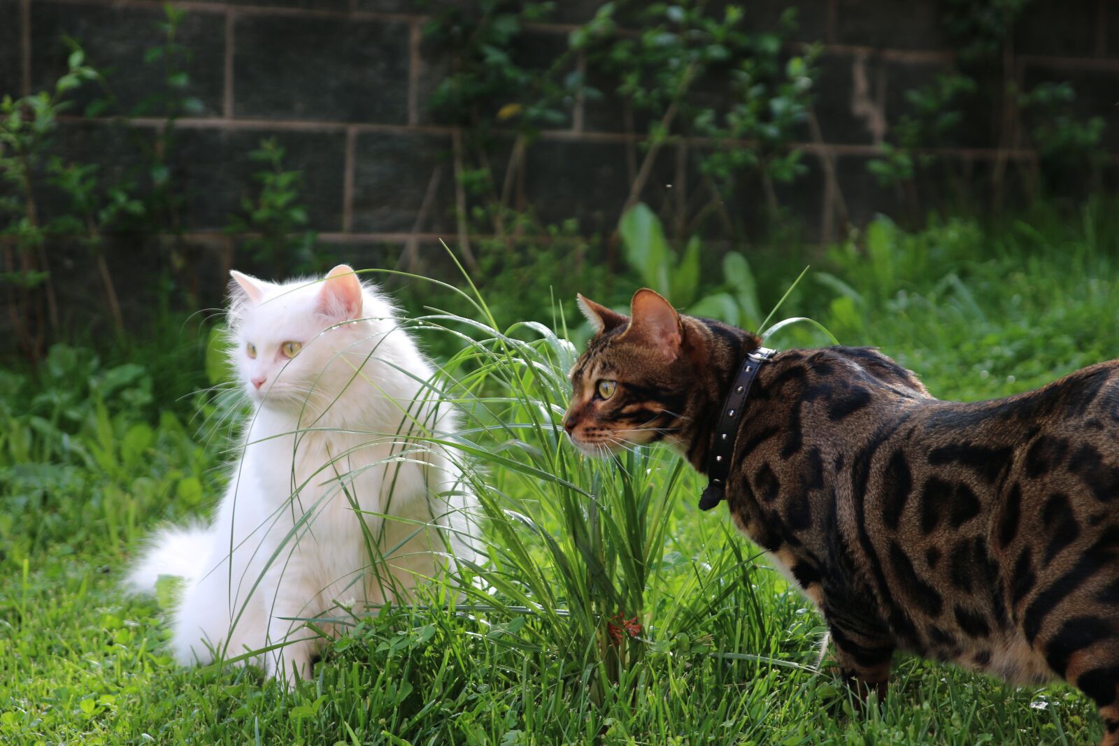 Canon EOS 70D sample photo. Cat, bengal, white cat photography