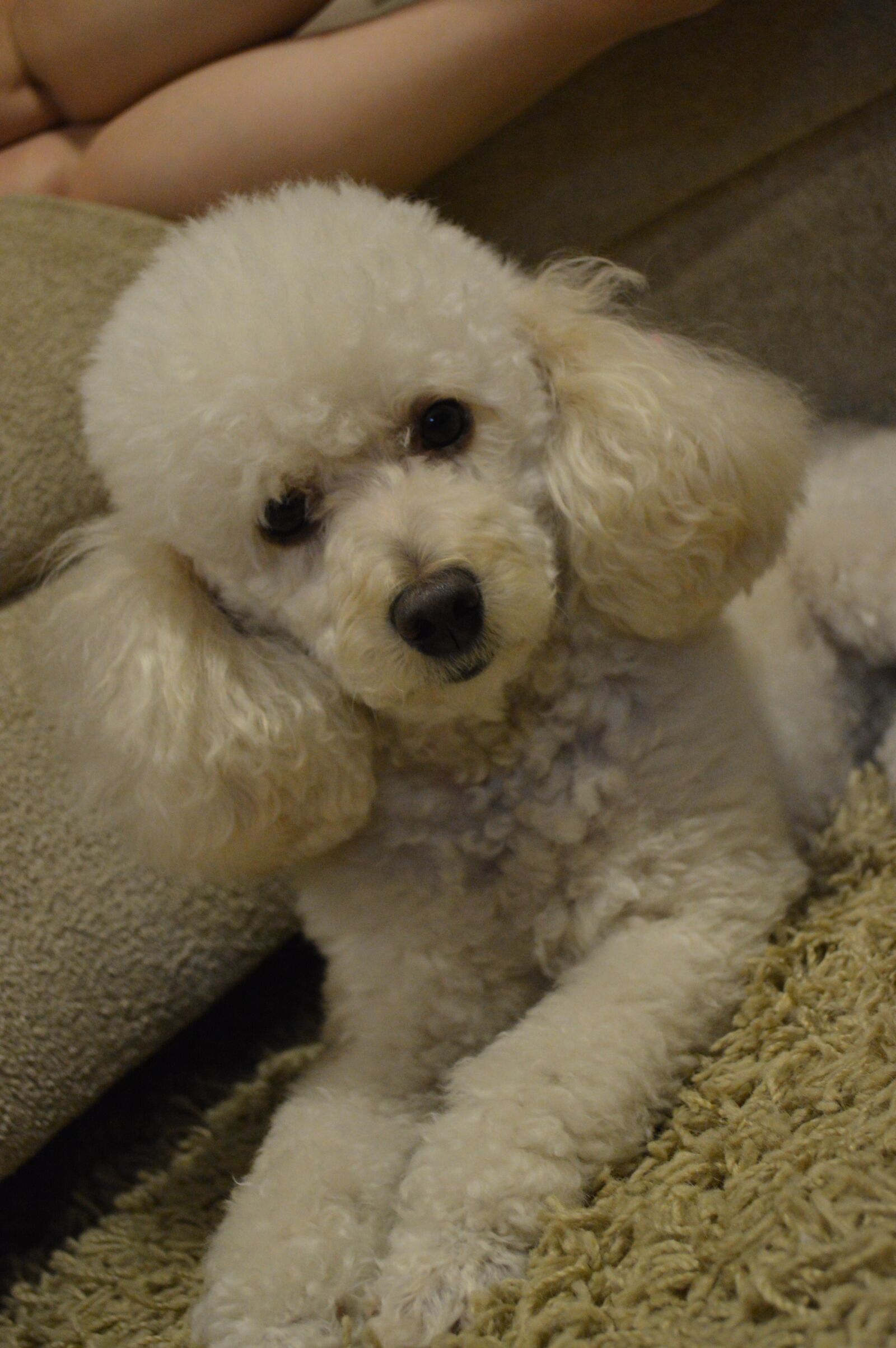Nikon D3200 sample photo. Dog, poodle, animal photography