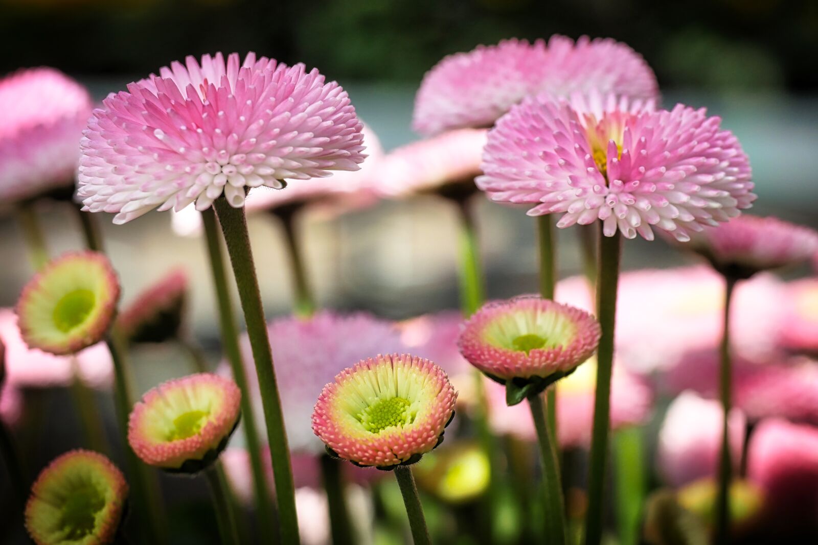 Panasonic Lumix DMC-GX8 sample photo. Nature, plant, flower photography