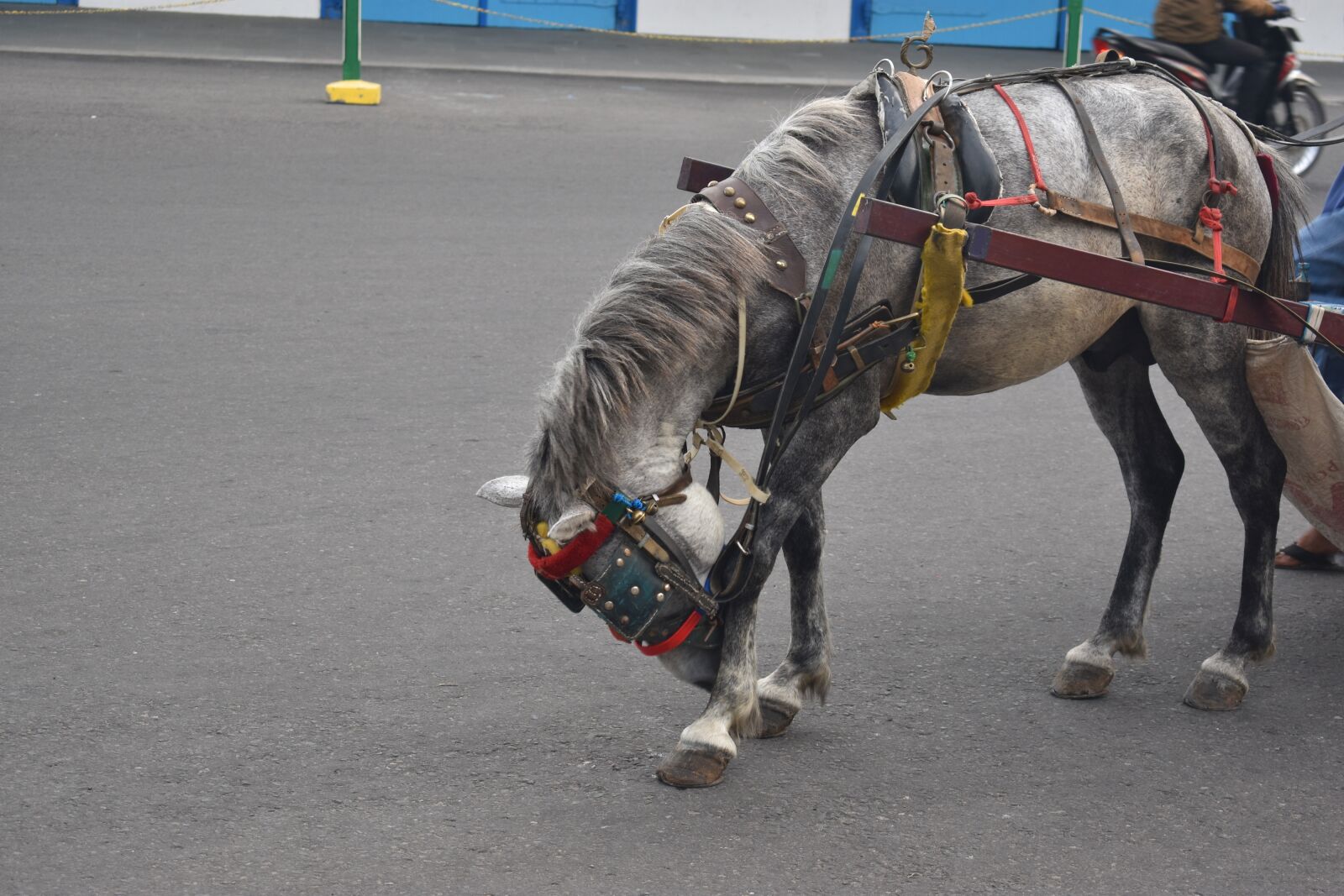 Nikon D3400 sample photo. Horse, animal, traditional transportation photography