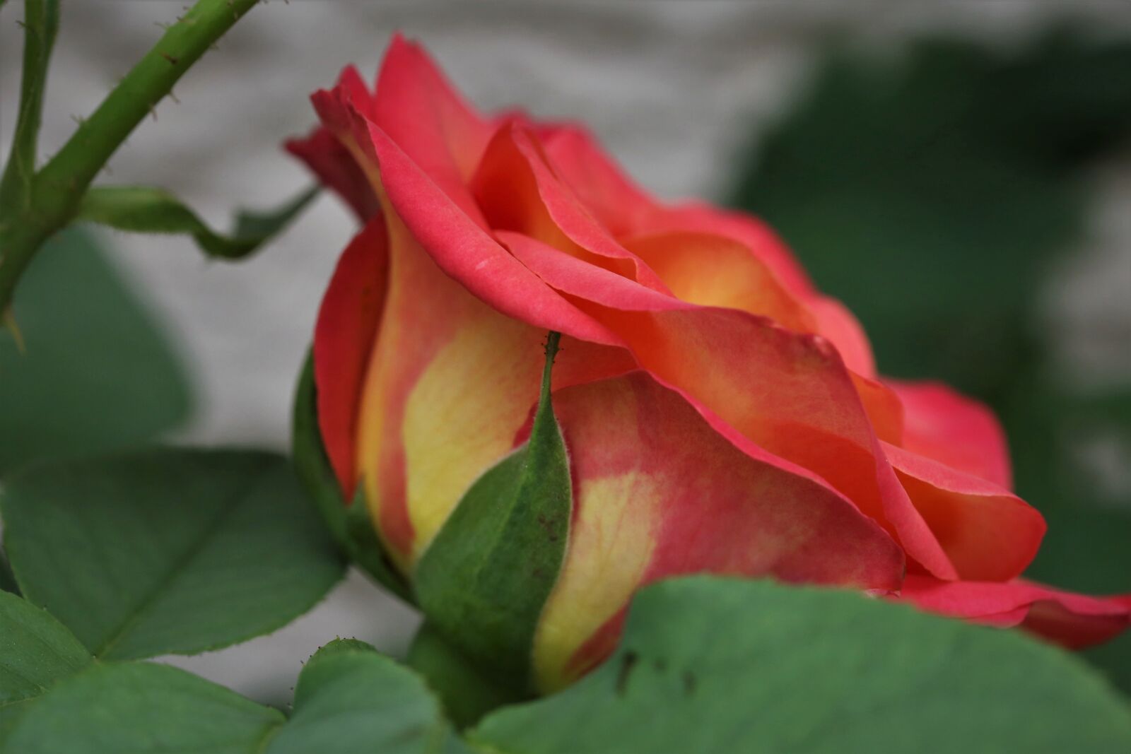 Canon EOS 6D + Canon EF 100mm F2.8 Macro USM sample photo. Red yellow rose alinka photography