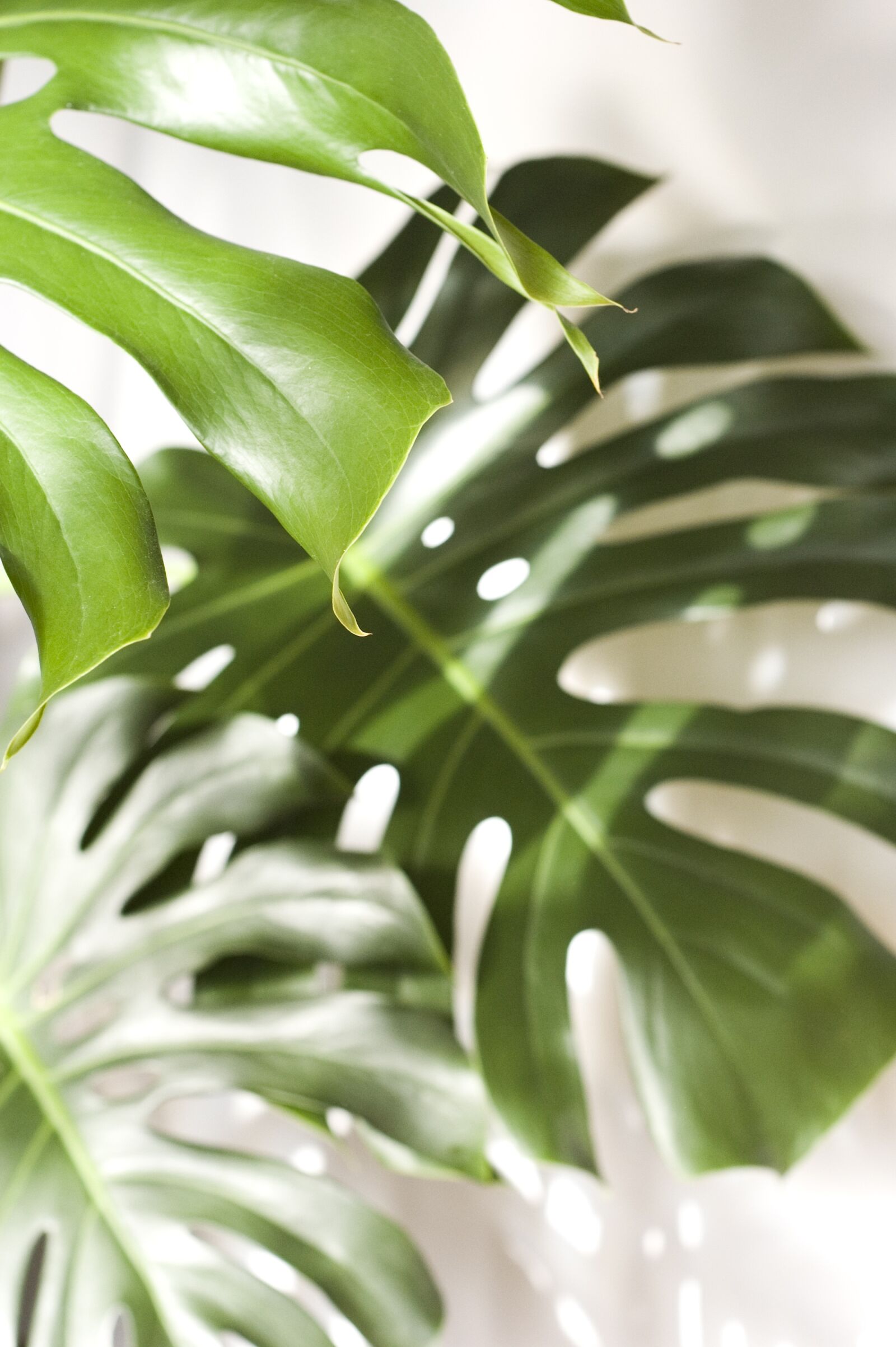 Nikon D40 sample photo. Monstera, plant, foliage photography