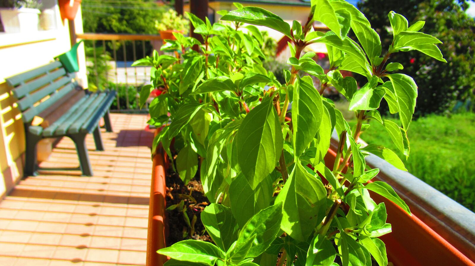 Canon PowerShot SX620 HS sample photo. Balcony, plant, facade photography