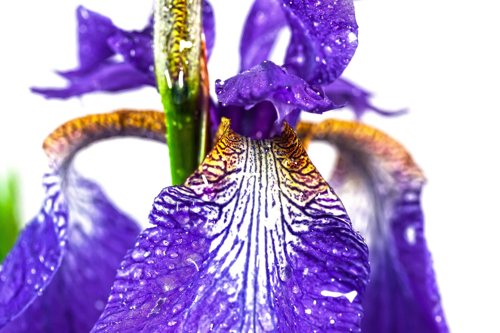 Canon EOS 50D + Canon EF-S 60mm F2.8 Macro USM sample photo. Iris, violet, dwarf lily photography