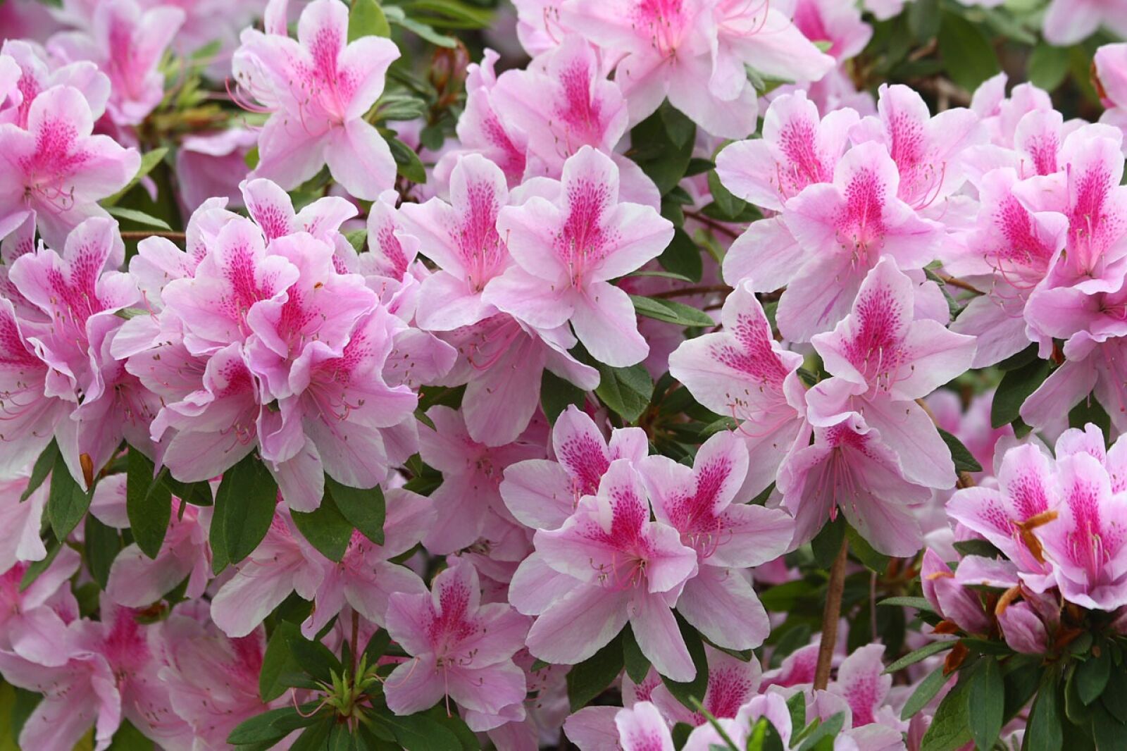 Canon EOS 450D (EOS Rebel XSi / EOS Kiss X2) sample photo. Azalea, rhododendron, flower photography