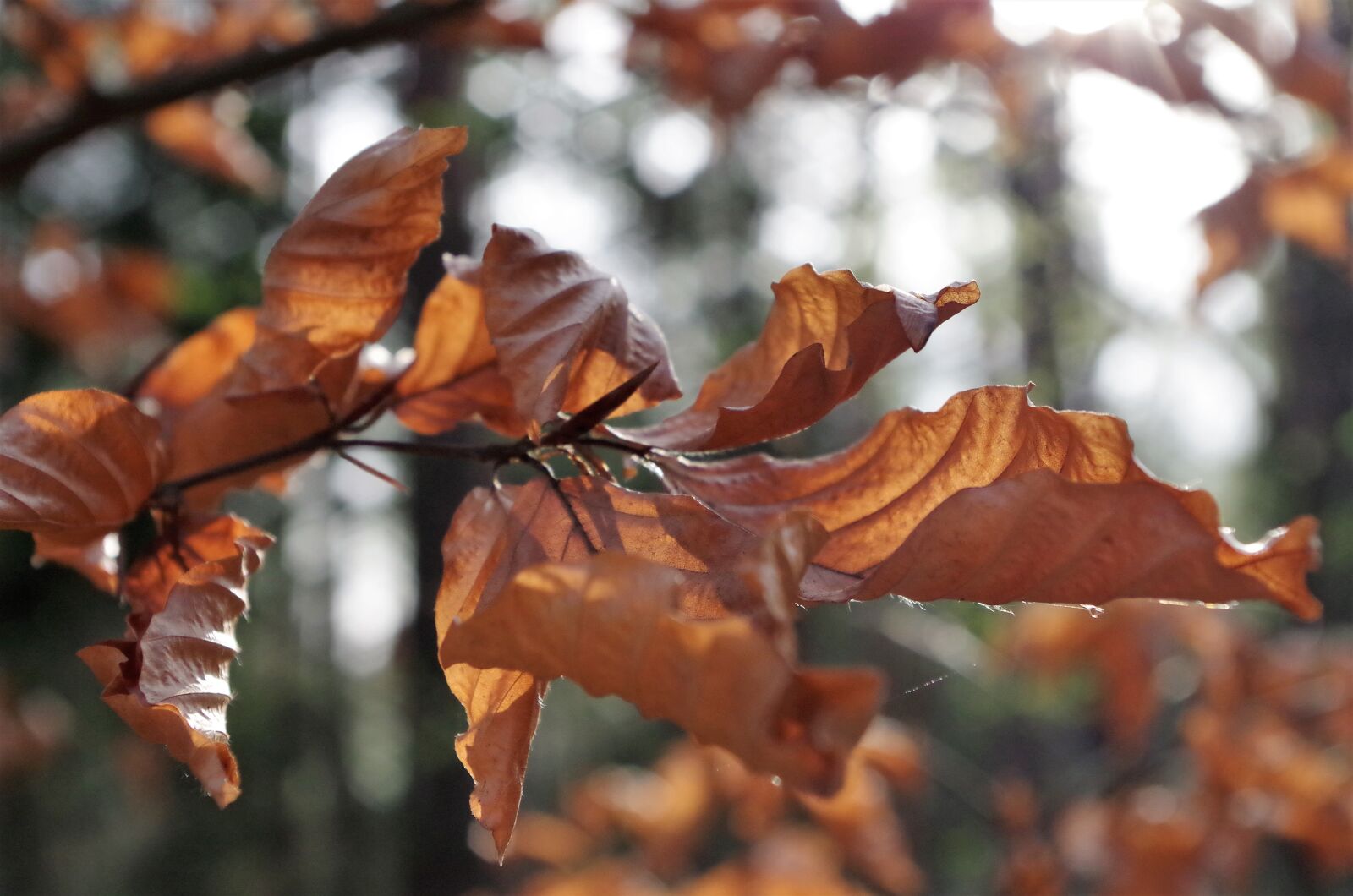 Pentax K-50 sample photo. Leaf, autumn, tree photography