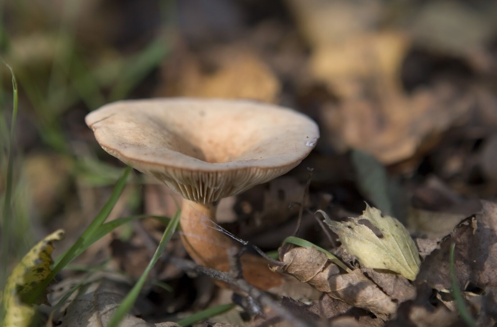 Canon EOS 30D sample photo. Alone, autumn, background photography