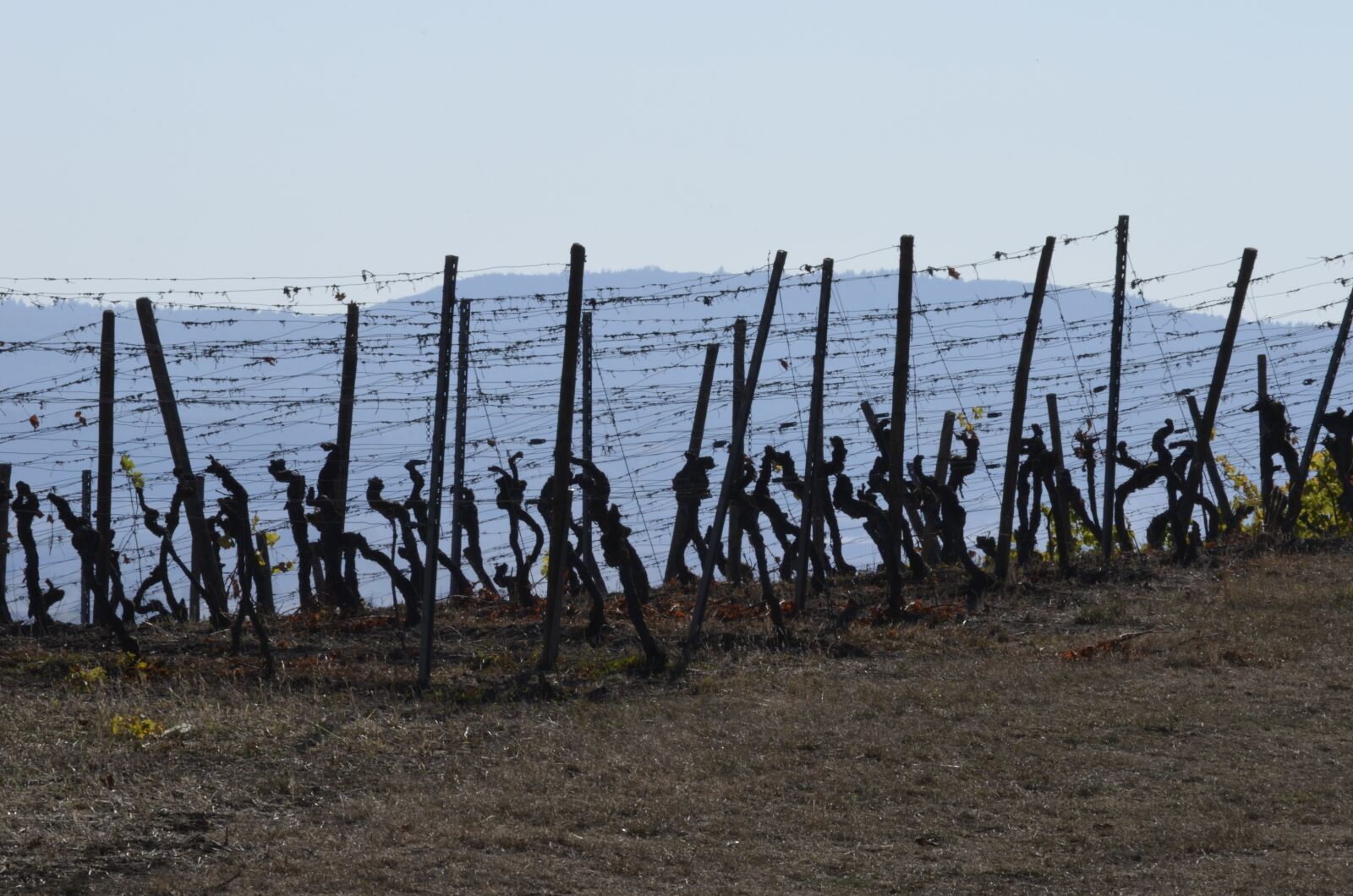 Nikon D5100 sample photo. Vines, harvested, harvest photography