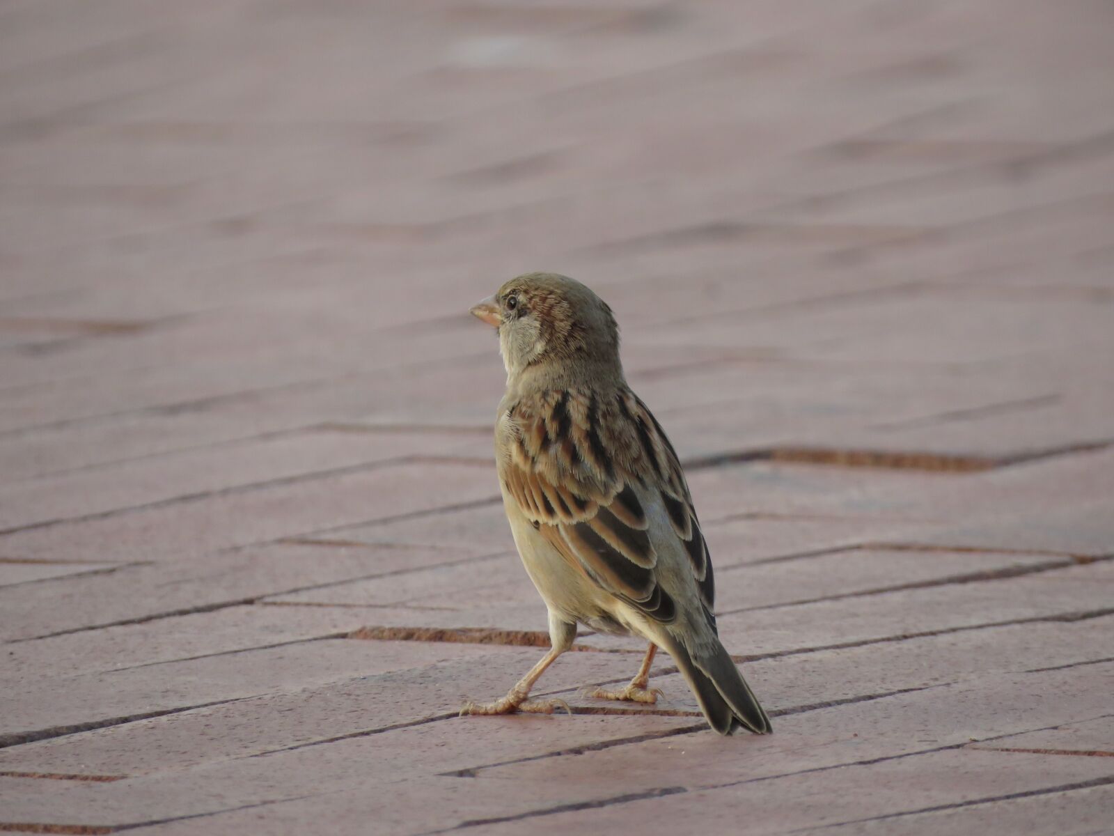 Canon PowerShot SX60 HS sample photo. House sparrow, bird, feather photography
