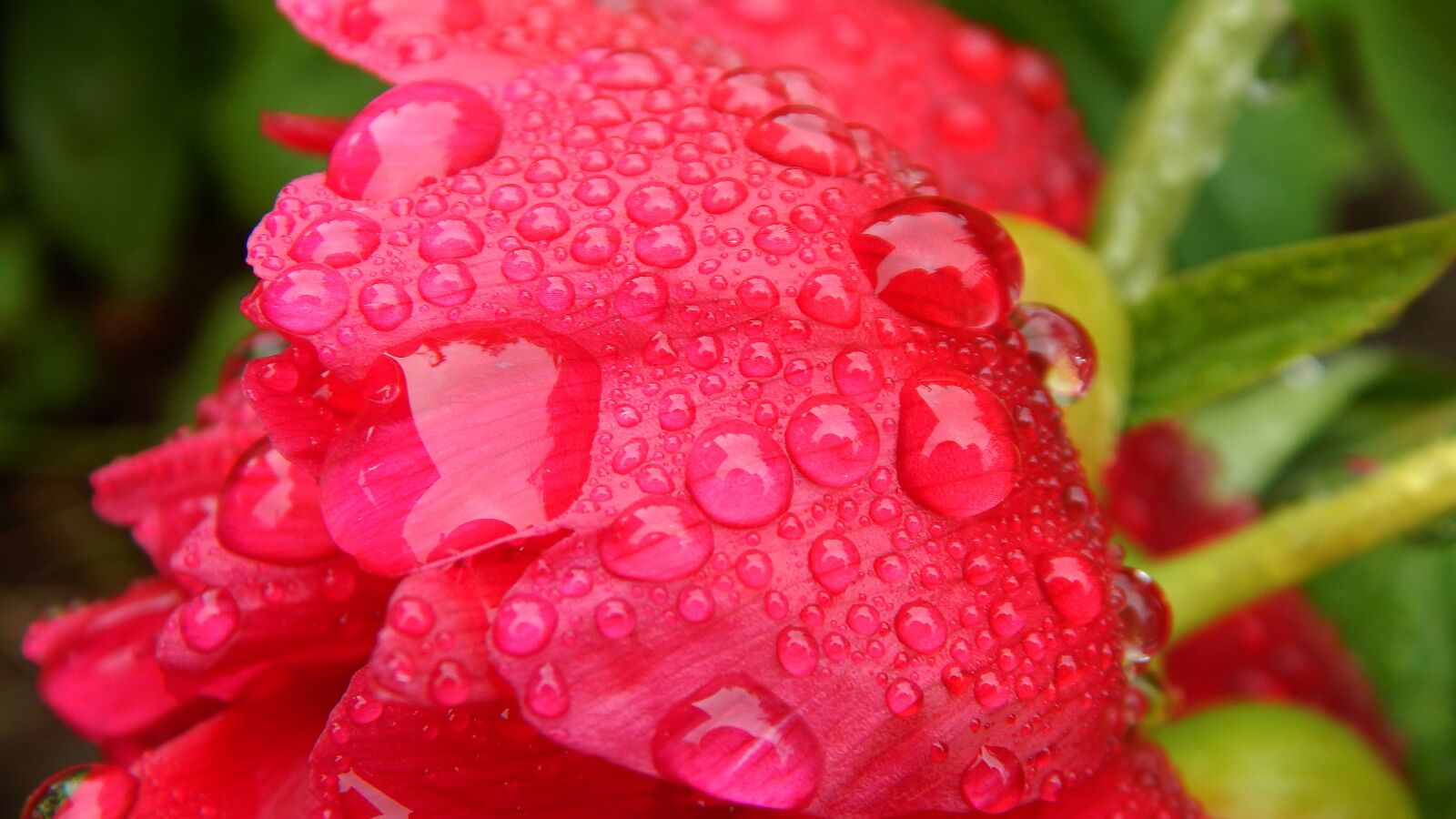 Nikon Coolpix L830 sample photo. Peony, waterdrop, flower photography