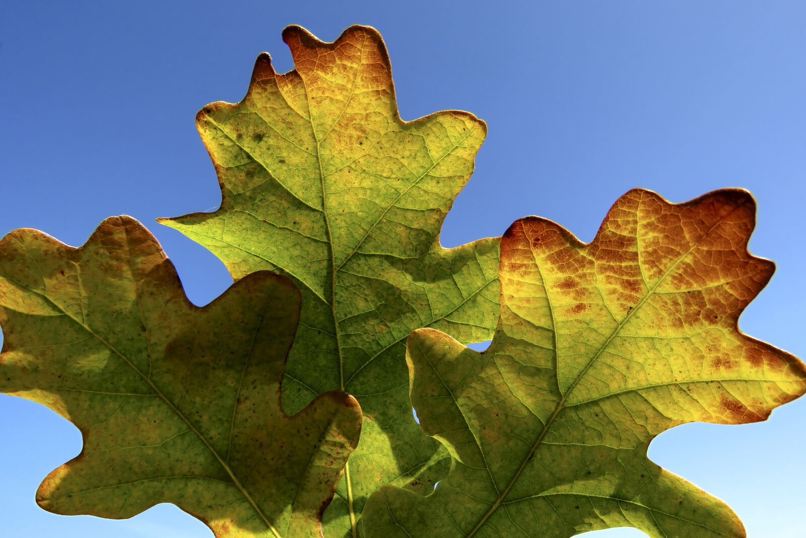 Canon PowerShot SX60 HS sample photo. Leaves, oak, tree photography