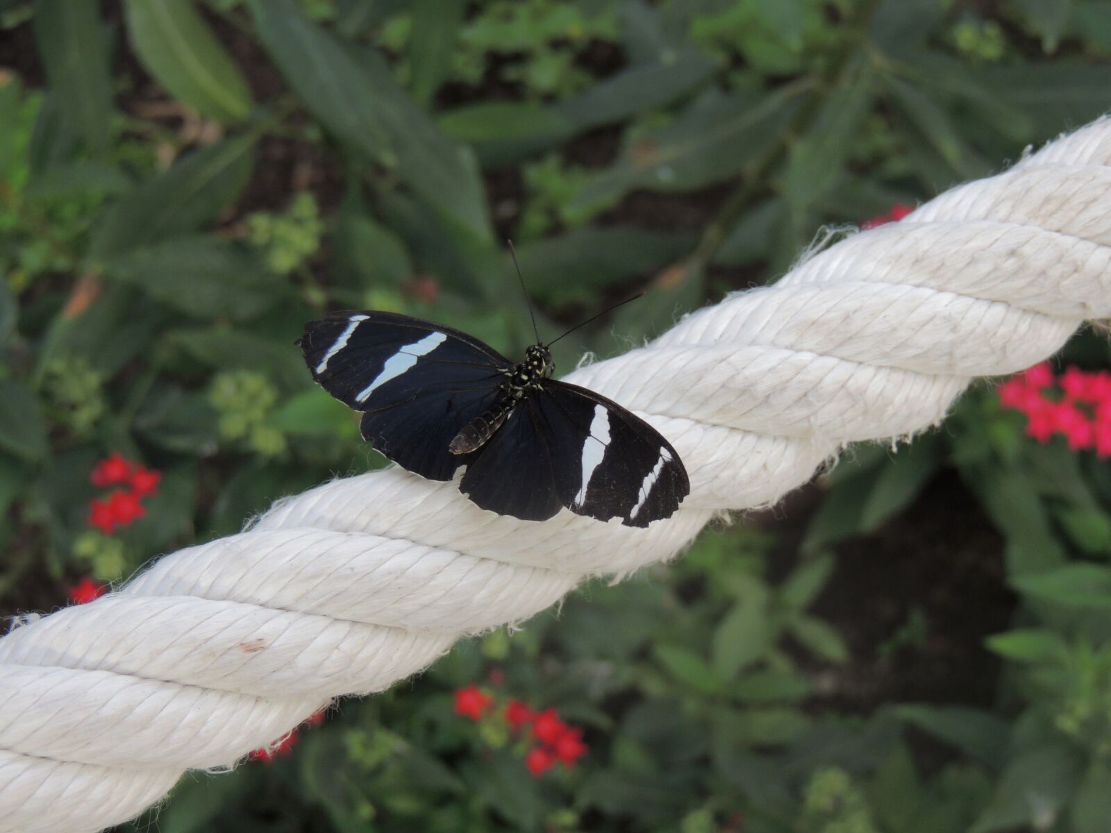 Nikon Coolpix P510 sample photo. Butterfly, rope, green photography