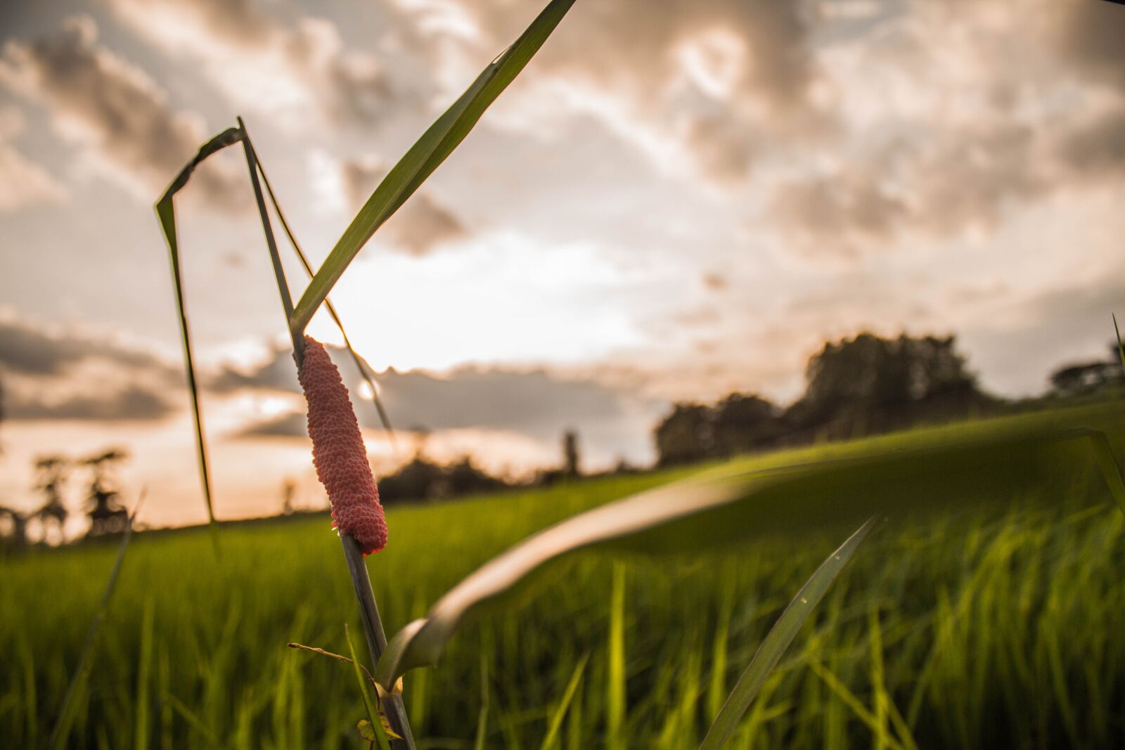 Canon EOS 7D + Canon EF-S 18-55mm F3.5-5.6 IS II sample photo. Rice, evening, cornfield photography