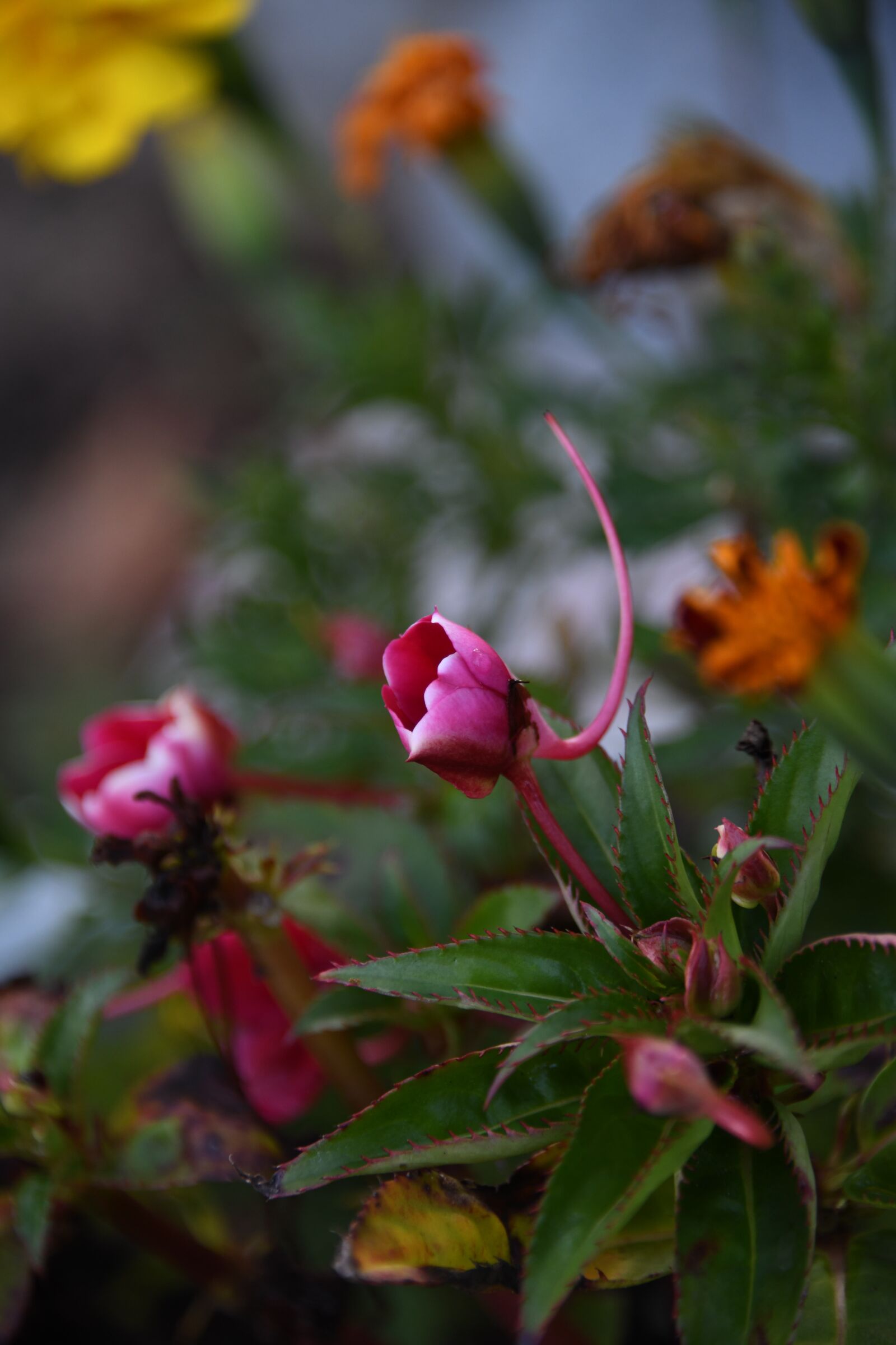 Nikon D850 sample photo. Flower, red, bloom photography
