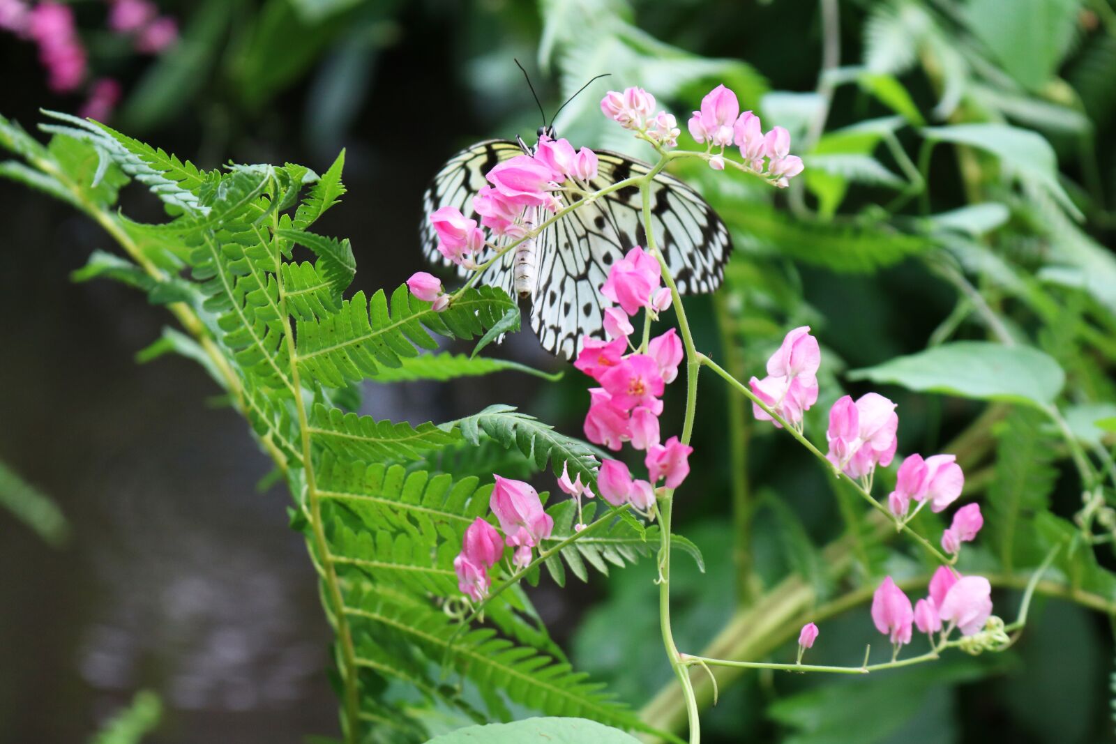 Canon EOS 750D (EOS Rebel T6i / EOS Kiss X8i) sample photo. Black, white, butterfly photography