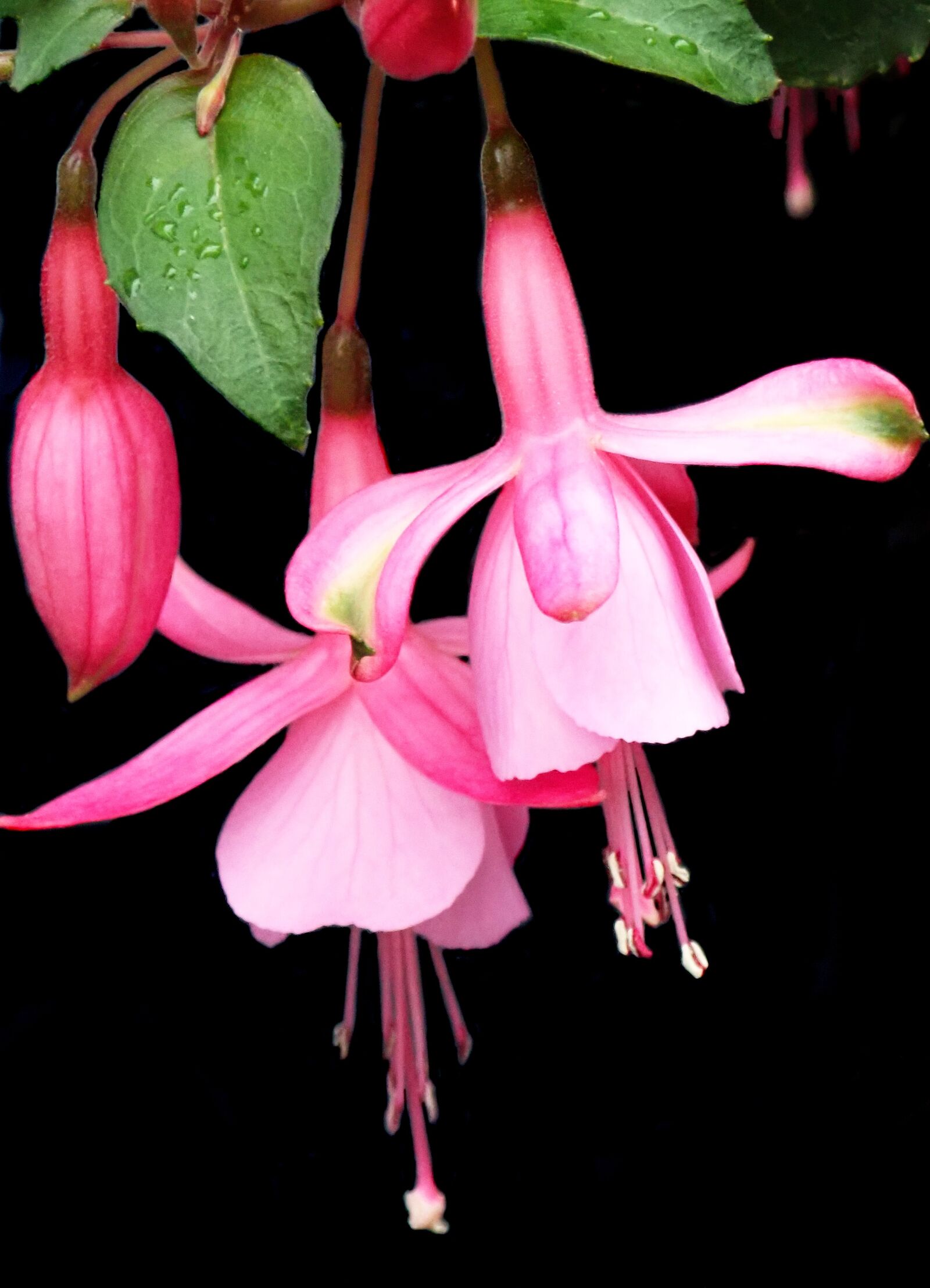Olympus TG-5 sample photo. Flower, pink, fuchsia photography