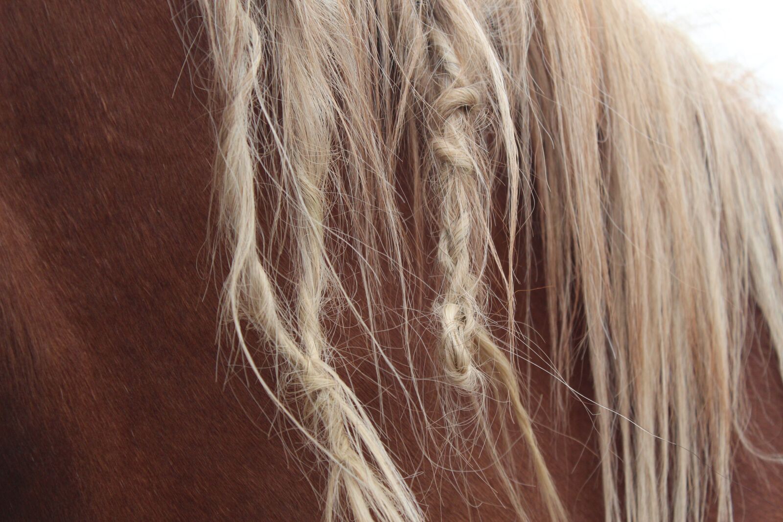 Canon EOS 1300D (EOS Rebel T6 / EOS Kiss X80) sample photo. Horse, mane, braids photography