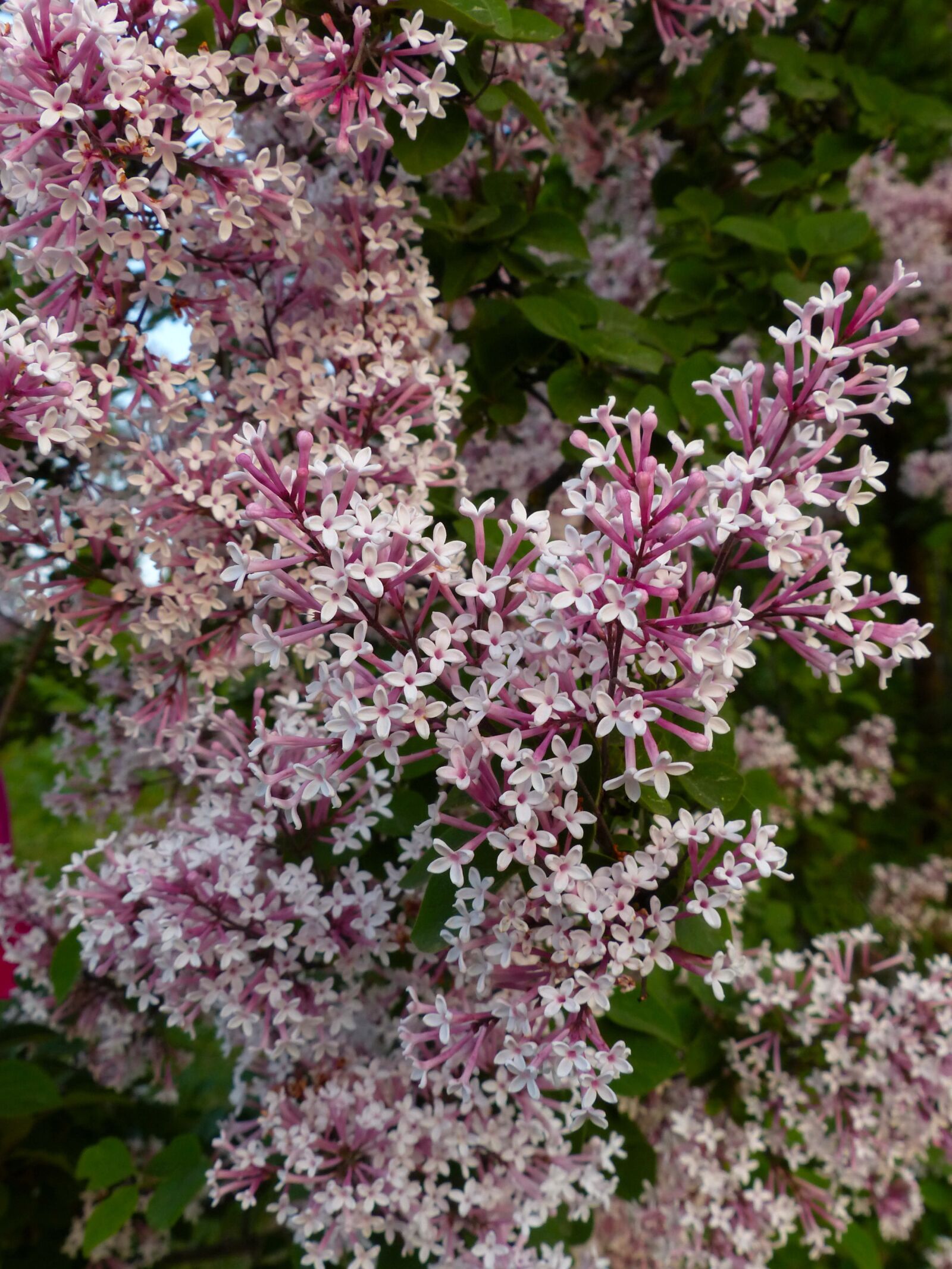Panasonic Lumix DMC-FZ200 sample photo. Lilac, flowers, bloom photography