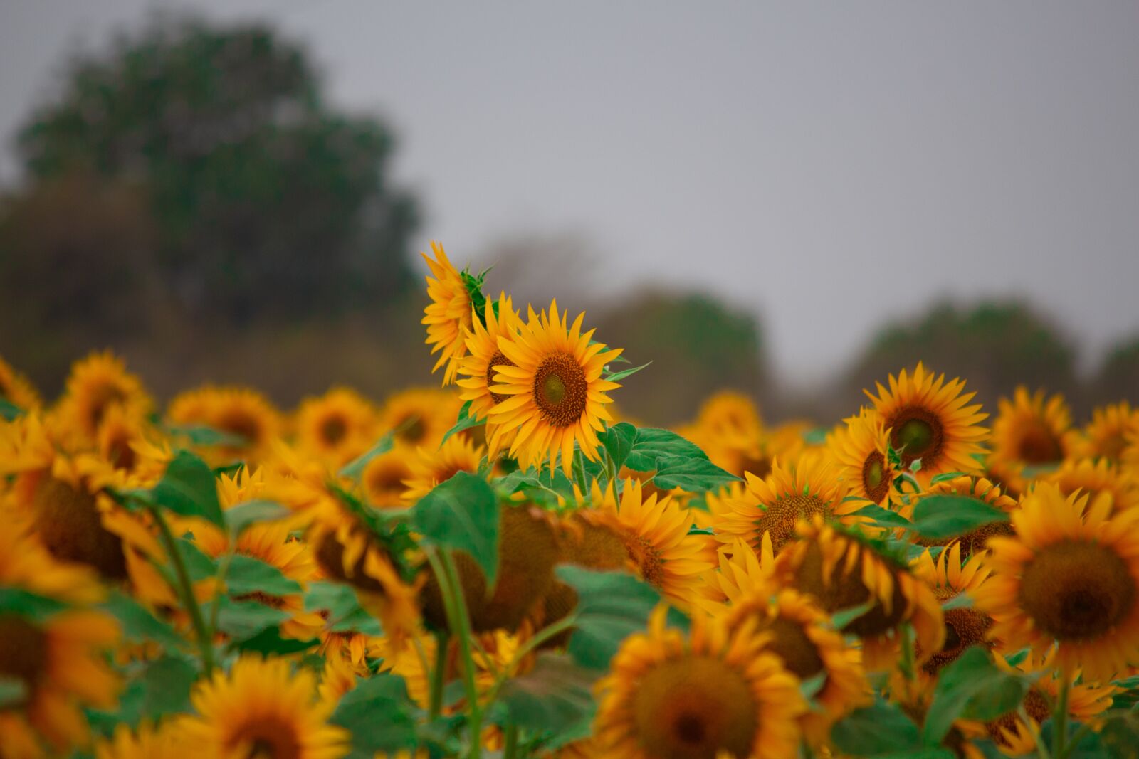 Canon EOS 700D (EOS Rebel T5i / EOS Kiss X7i) sample photo. Sun flower, flowers, yellow photography