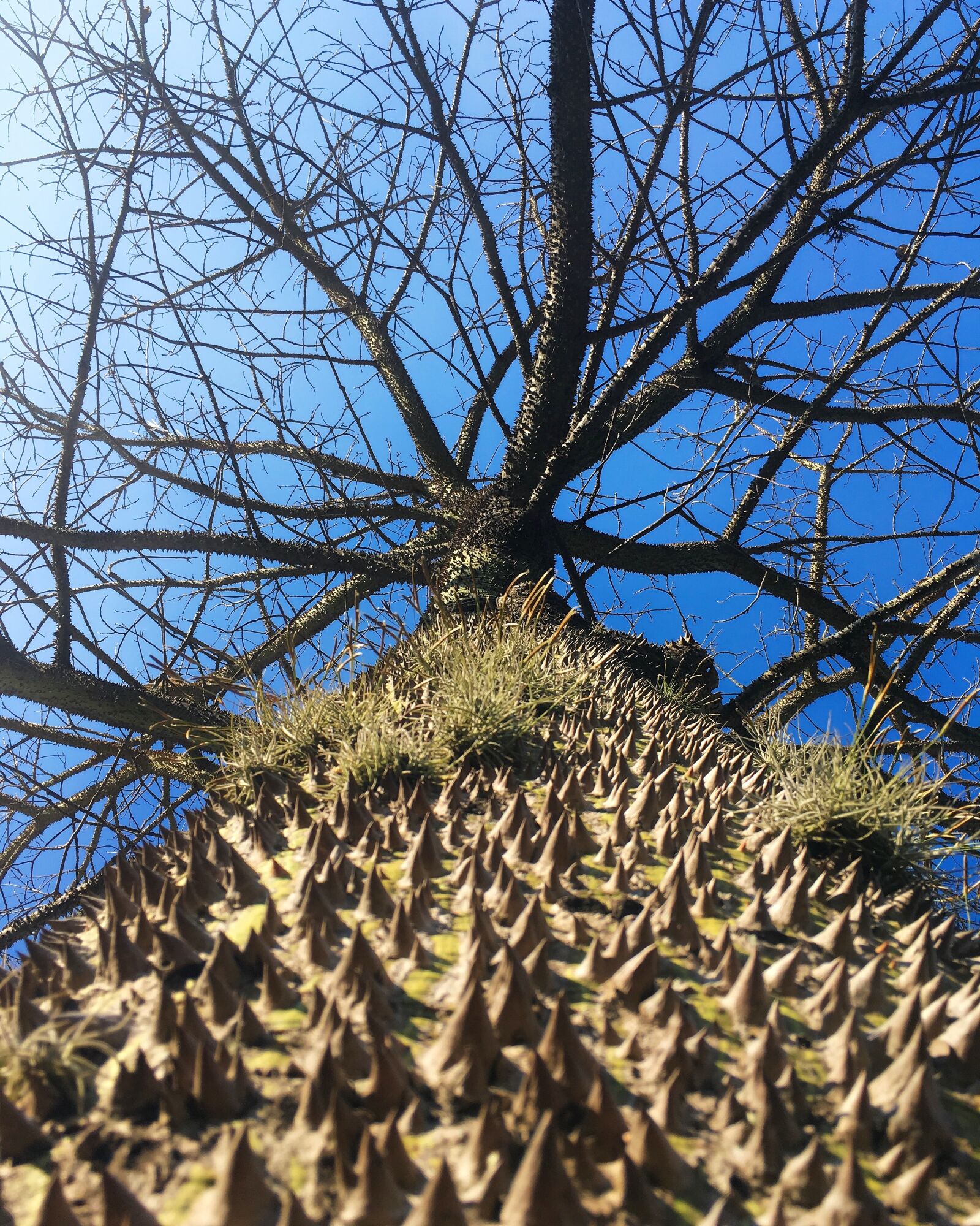 iPhone SE back camera 4.15mm f/2.2 sample photo. Tree, nature, landscape photography