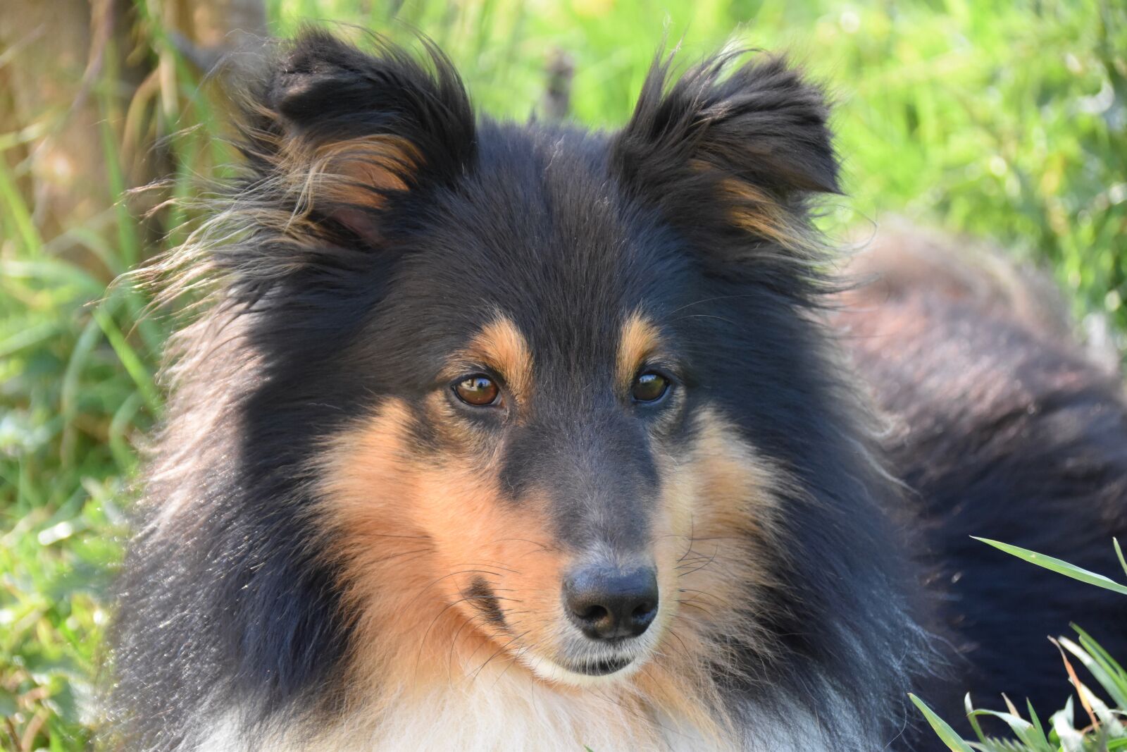 Nikon D5600 sample photo. Dog, dog shetland sheepdog photography