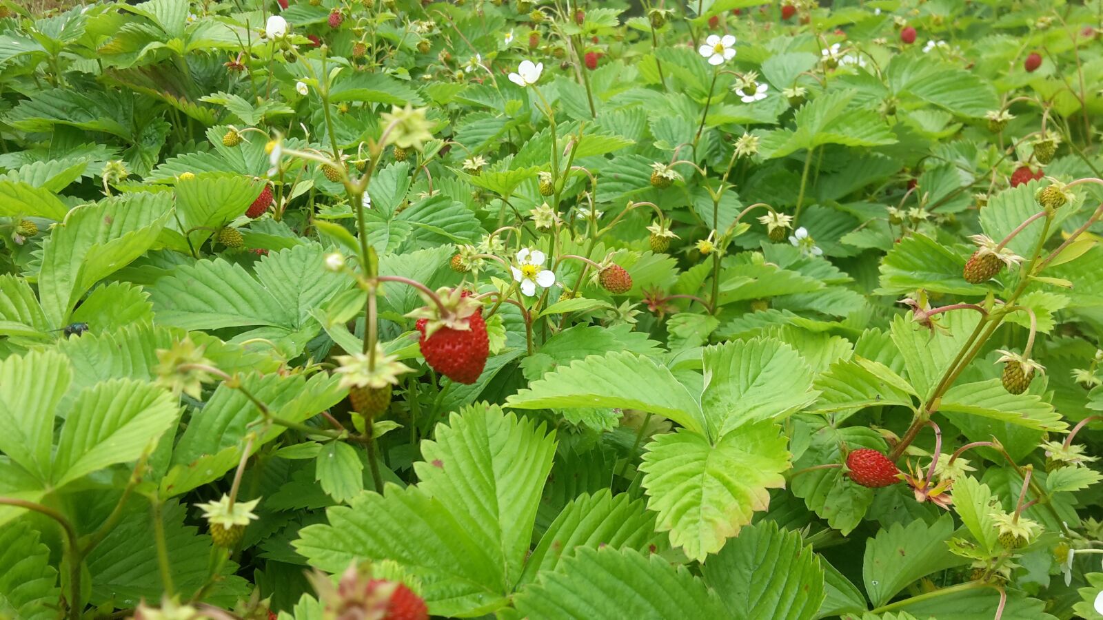 Samsung Galaxy S5 Mini sample photo. Wild strawberry, strawberry, dacha photography