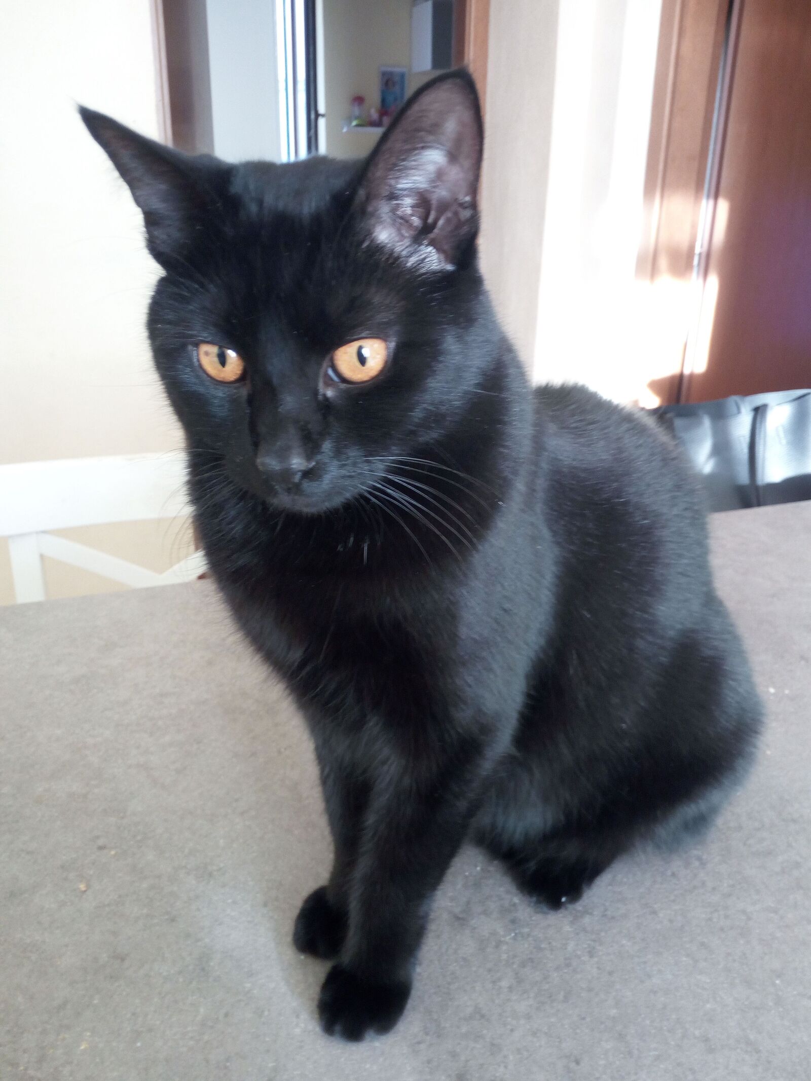 HUAWEI GR3 sample photo. Cat, black, animal photography