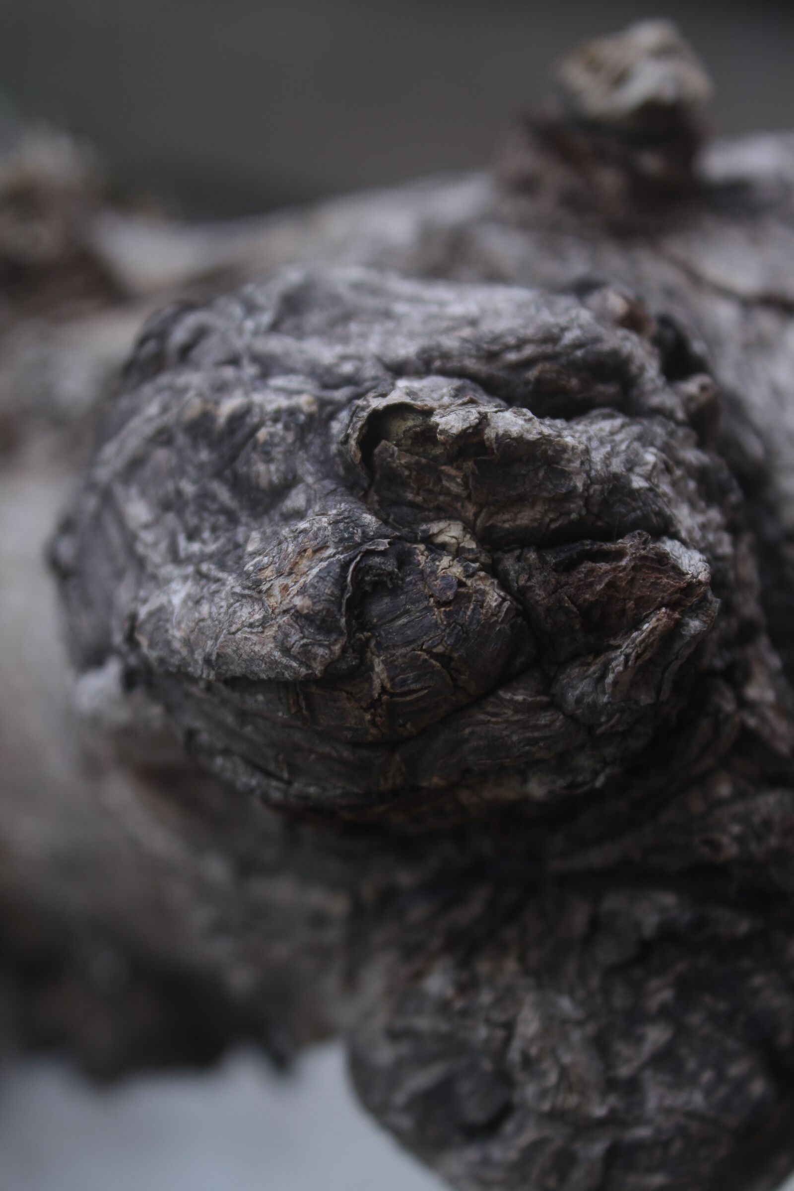 Canon EOS 50D sample photo. Woods, clouse up, forest photography
