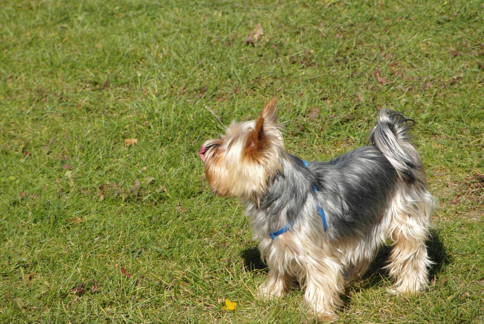 Samsung WB750 sample photo. Doggy, small, mammal photography
