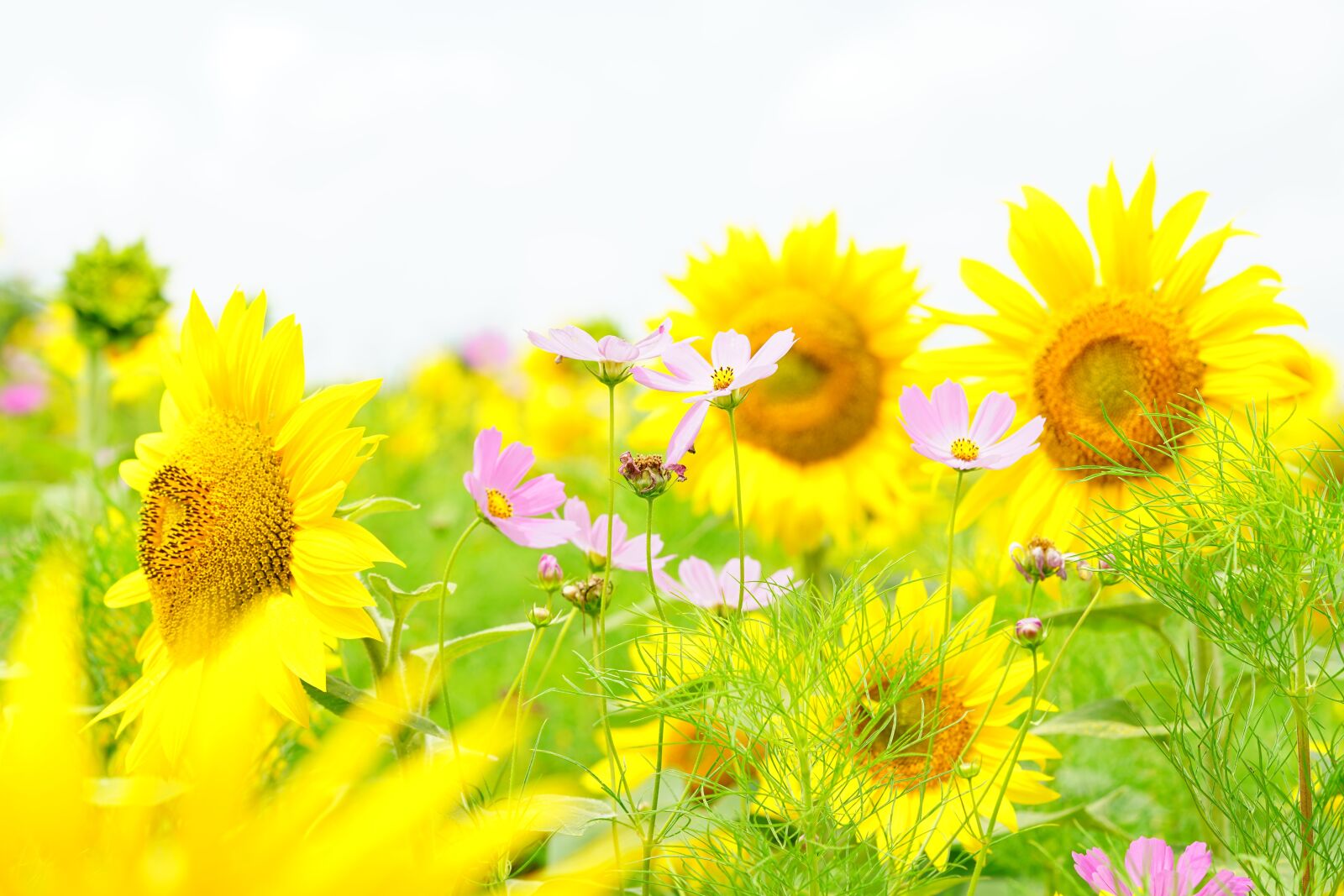 Sony FE 90mm F2.8 Macro G OSS sample photo. Sunflower, cosmos, summer photography