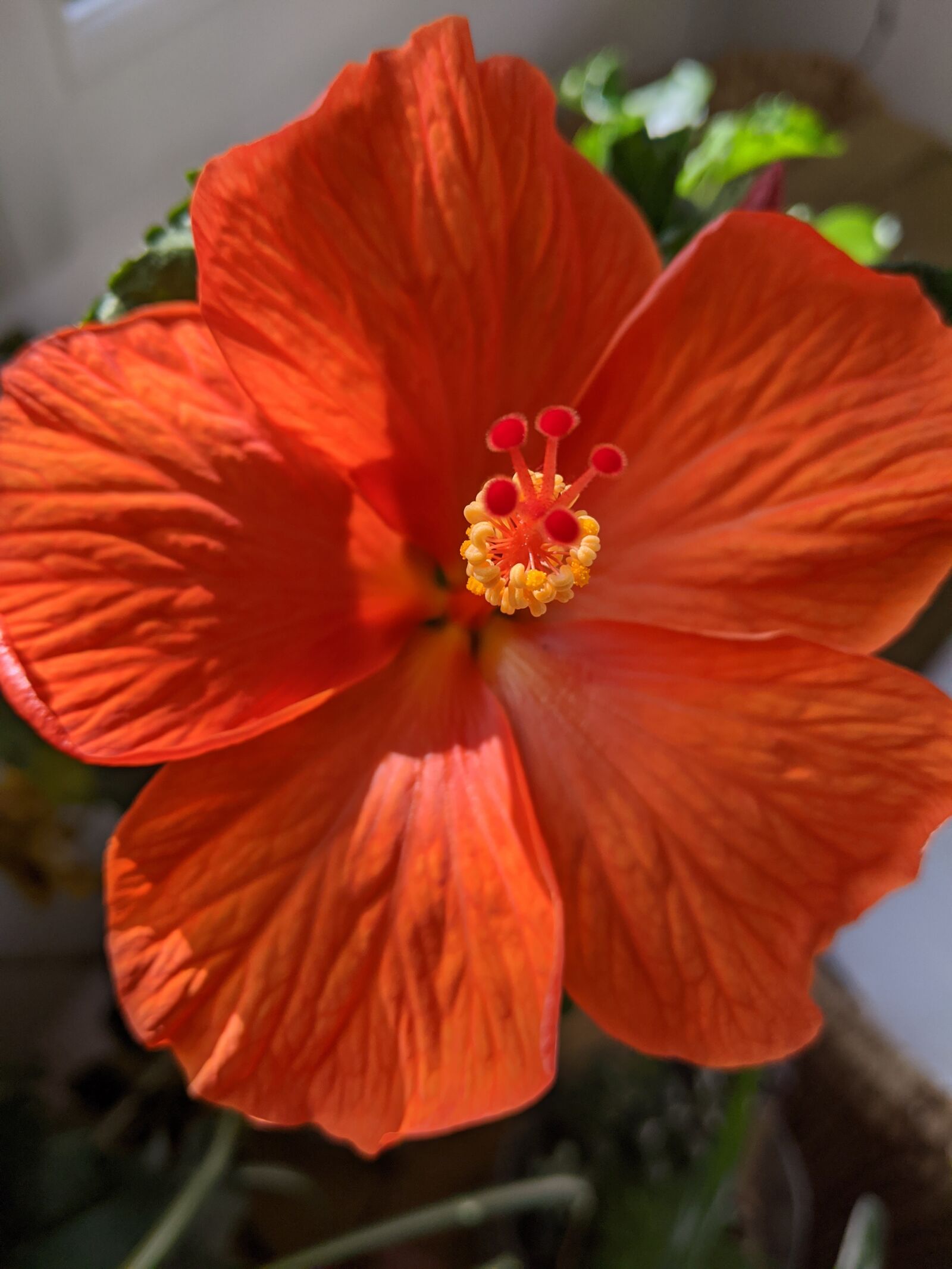 Google Pixel 3a sample photo. Flowers, hibiscus, plants photography