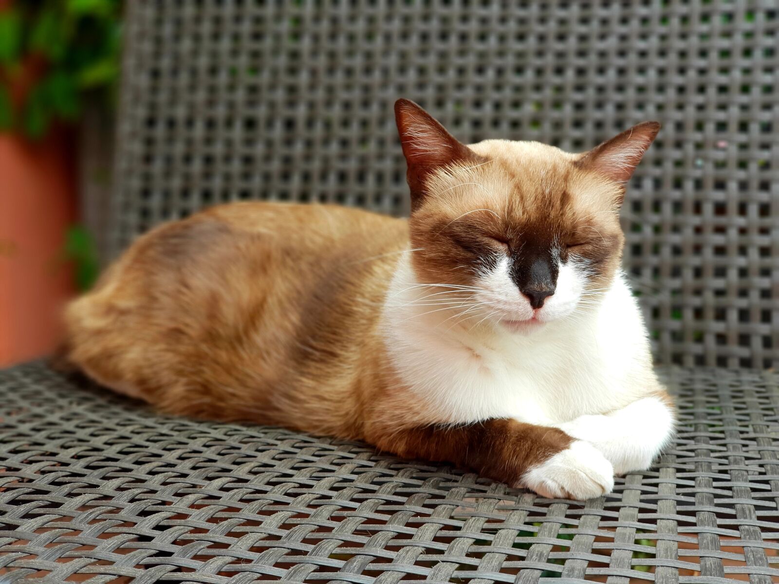Samsung Galaxy S9+ sample photo. Cute, animals, pet photography