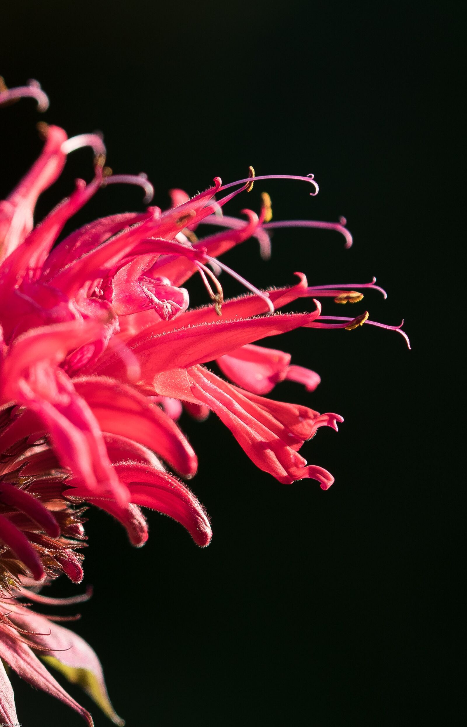 Canon EOS 7D Mark II sample photo. Indian nettle, flower, blossom photography