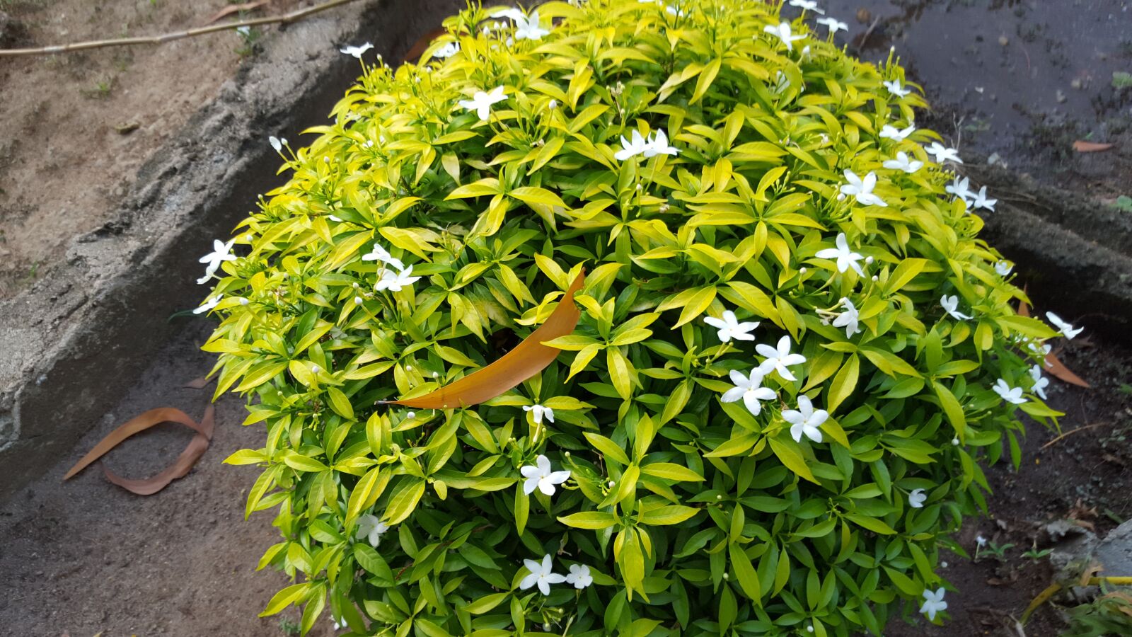 Samsung GALAXY S6 edge sample photo. Leaves, attractive, nature photography