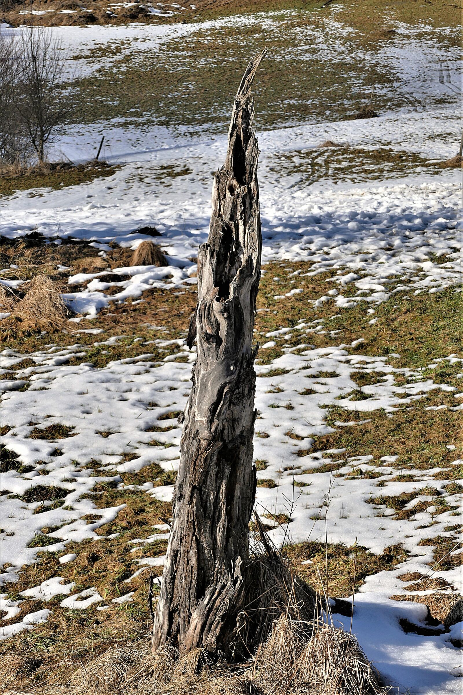 Panasonic Lumix DMC-FZ1000 sample photo. Tree stump, wood, dead photography