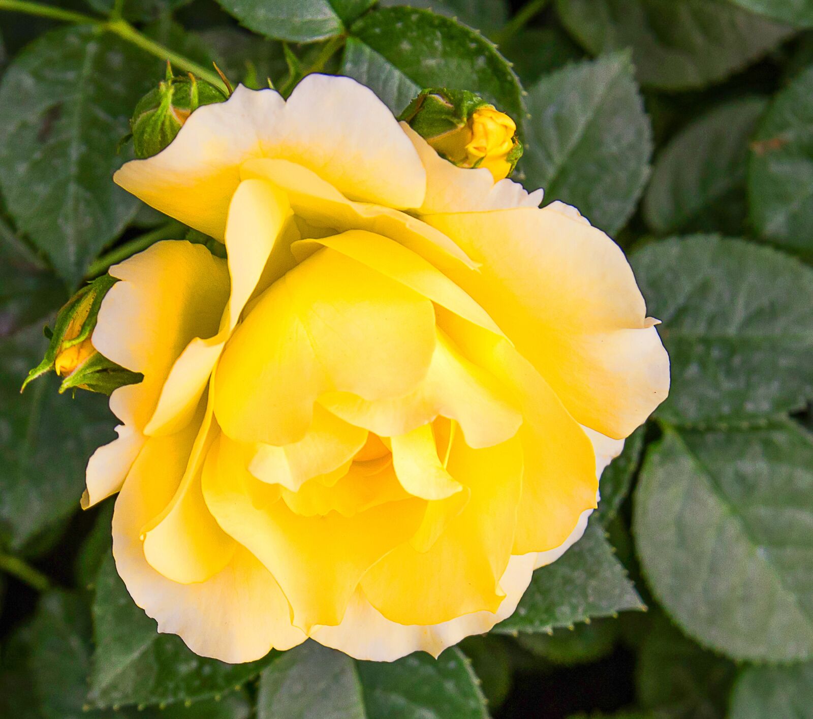 Canon EOS 80D sample photo. Rose, plant, blossom photography