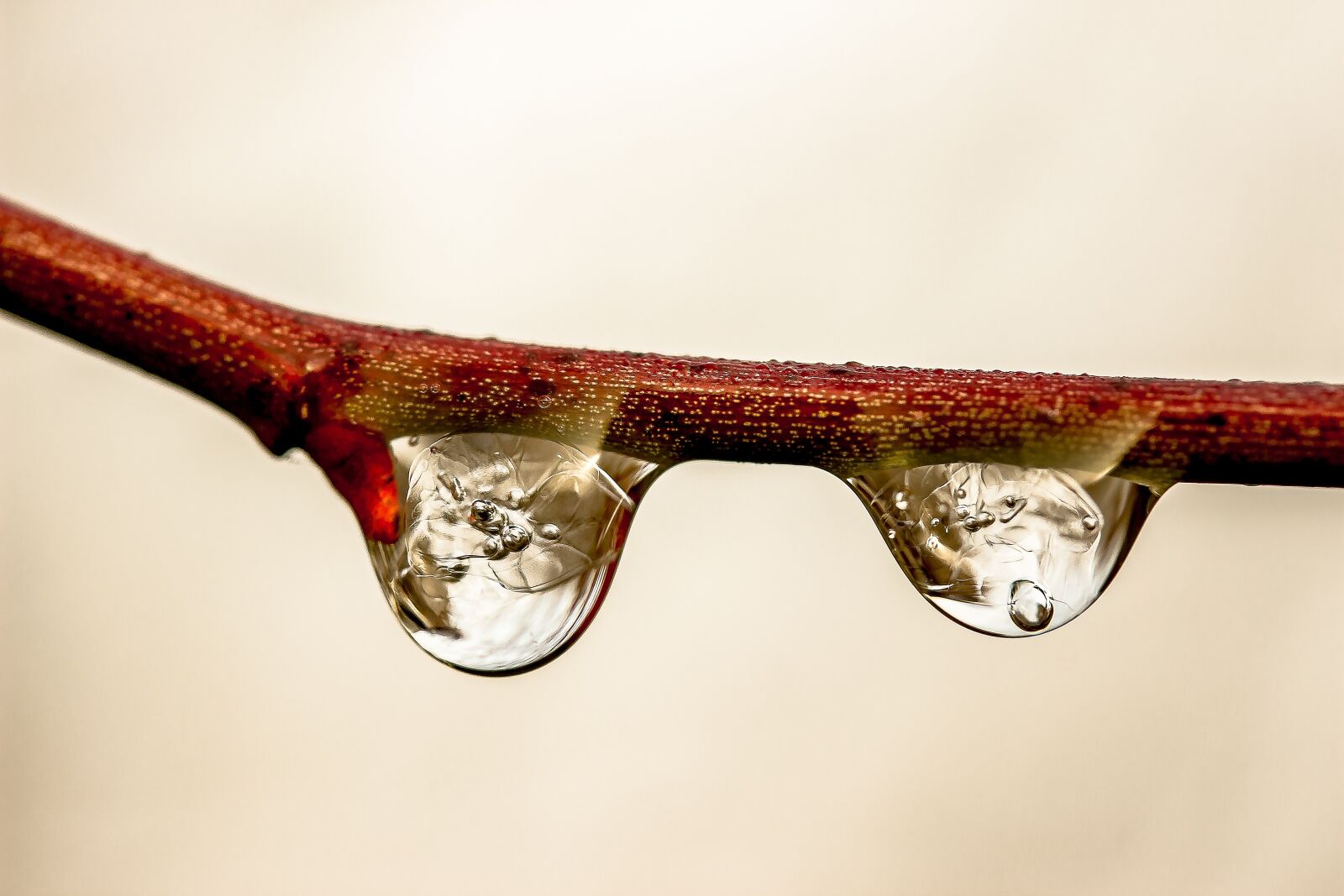 Canon EOS 650D (EOS Rebel T4i / EOS Kiss X6i) sample photo. Raindrop, drop of water photography