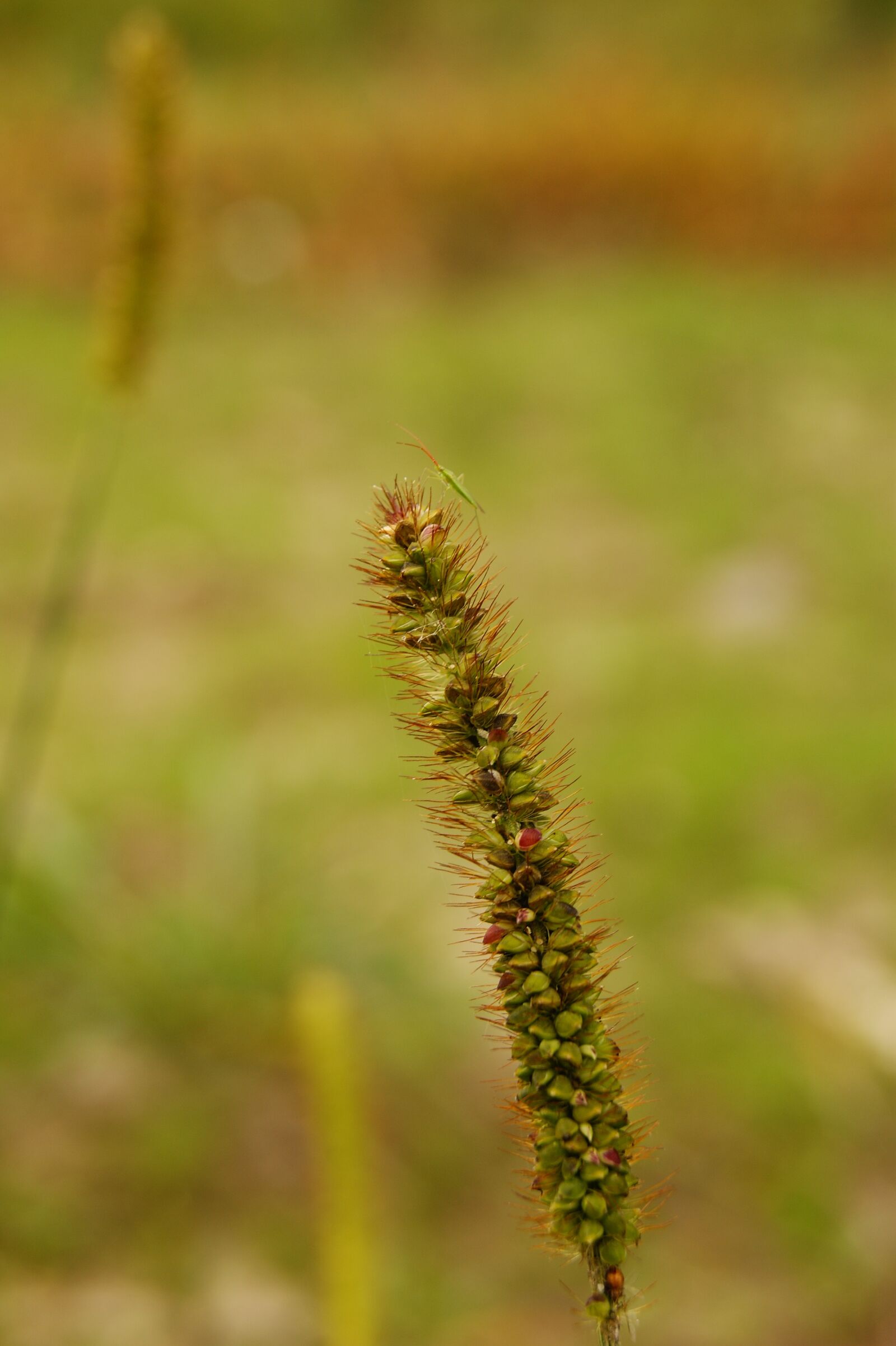 Sony Alpha DSLR-A390 sample photo. Macro, green, nature photography