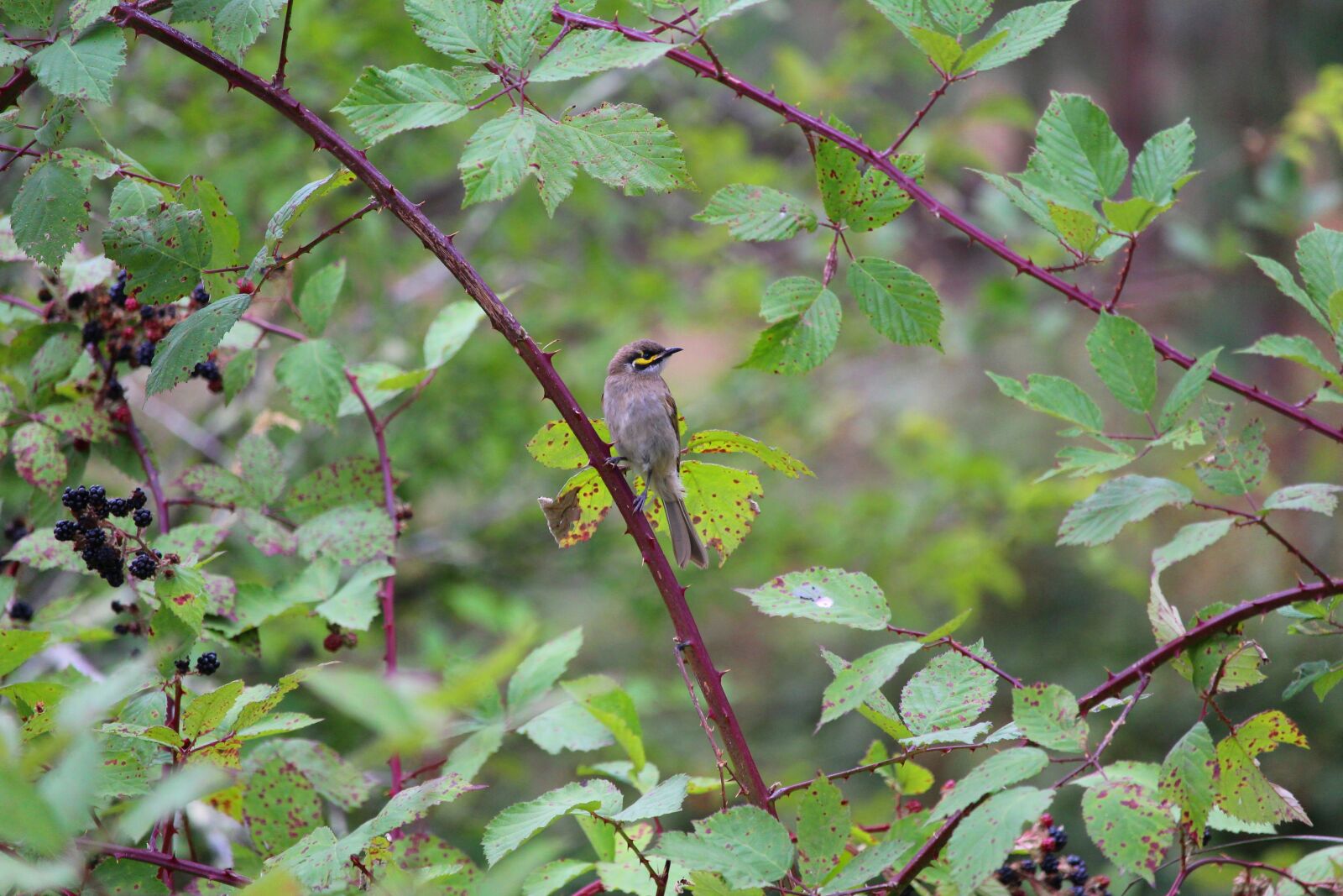 Canon EF-S 55-250mm F4-5.6 IS STM sample photo. Honey, eater, bird photography