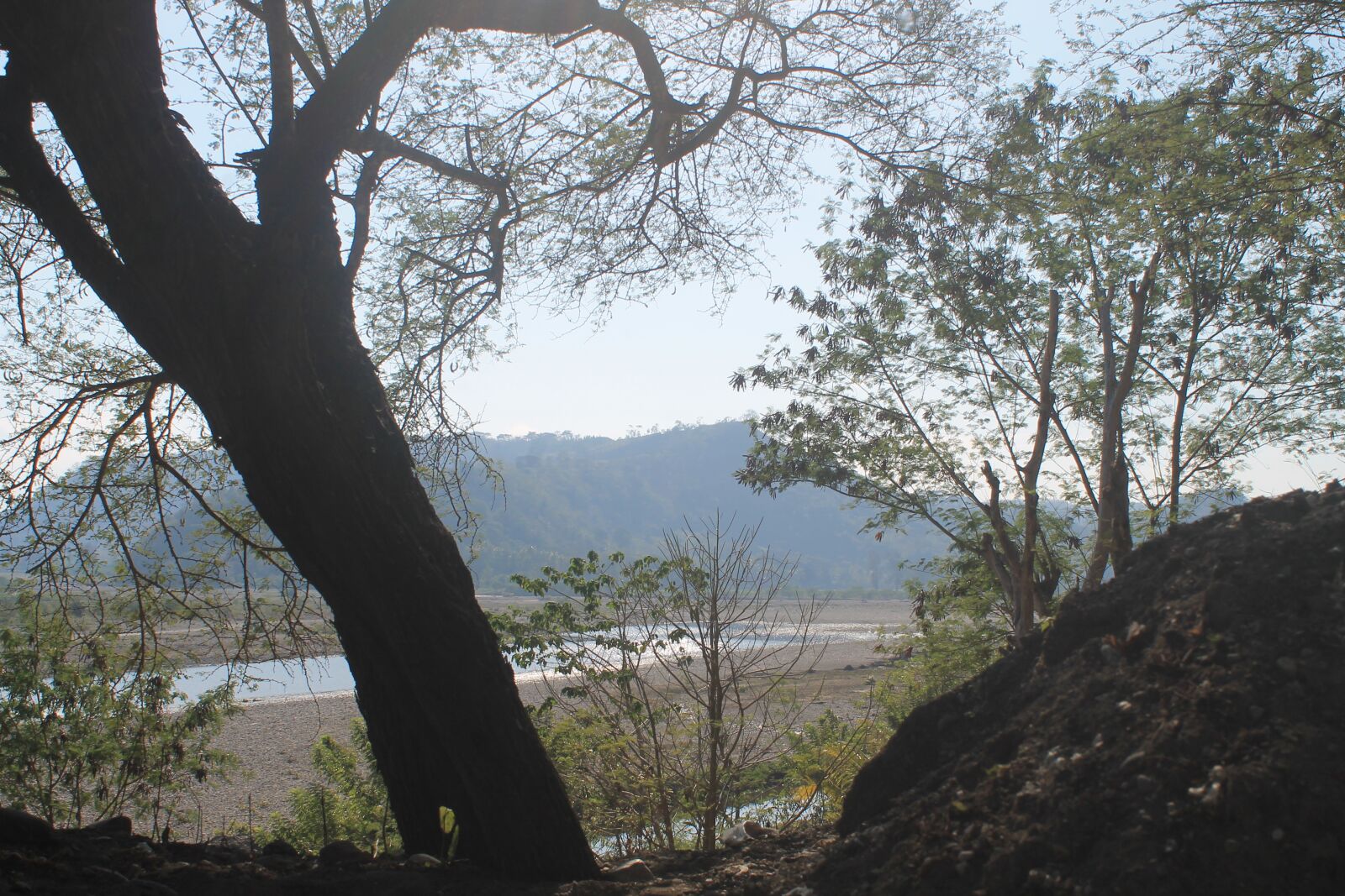Canon EOS 1100D (EOS Rebel T3 / EOS Kiss X50) sample photo. The tree, wood, nature photography