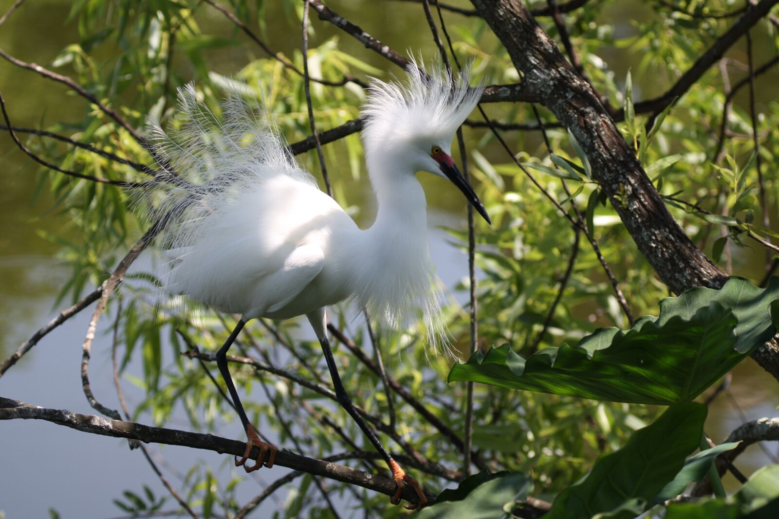 Canon EOS 1000D (EOS Digital Rebel XS / EOS Kiss F) sample photo. Snowy egret, bird, egret photography