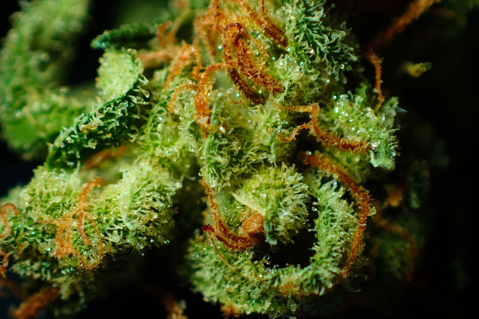 Olympus TG-4 sample photo. Bud, cannabis, close up photography