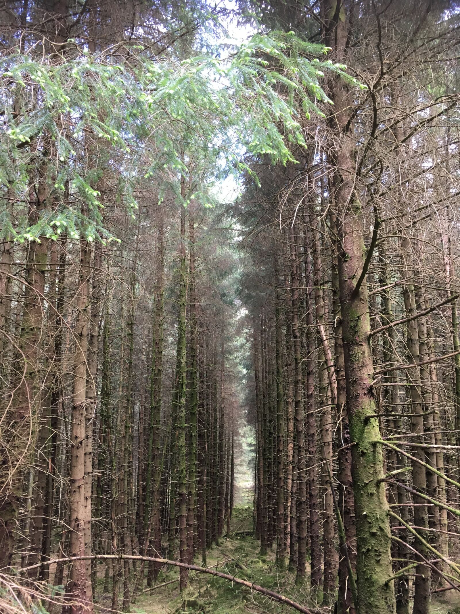 iPhone SE back camera 4.15mm f/2.2 sample photo. Forest, trees, scotland photography