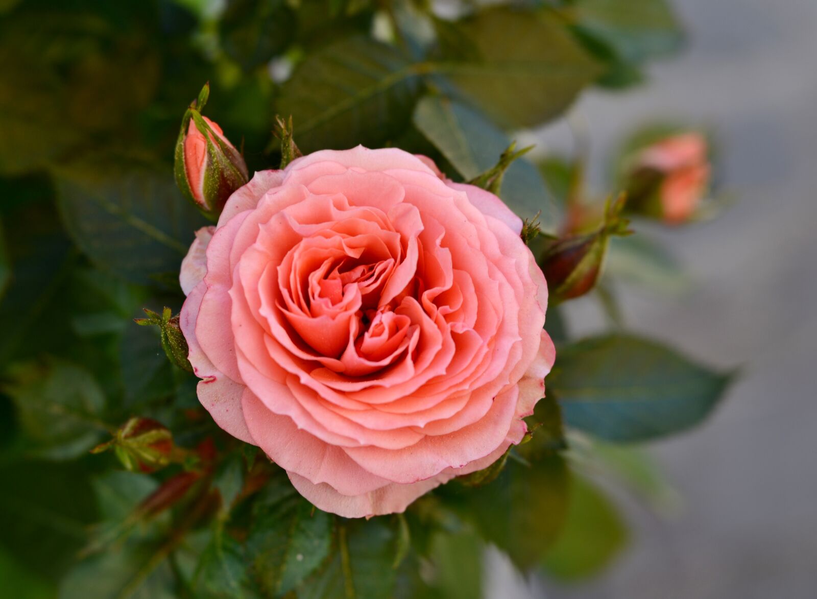 Nikon D600 sample photo. Rose, flower, pink photography