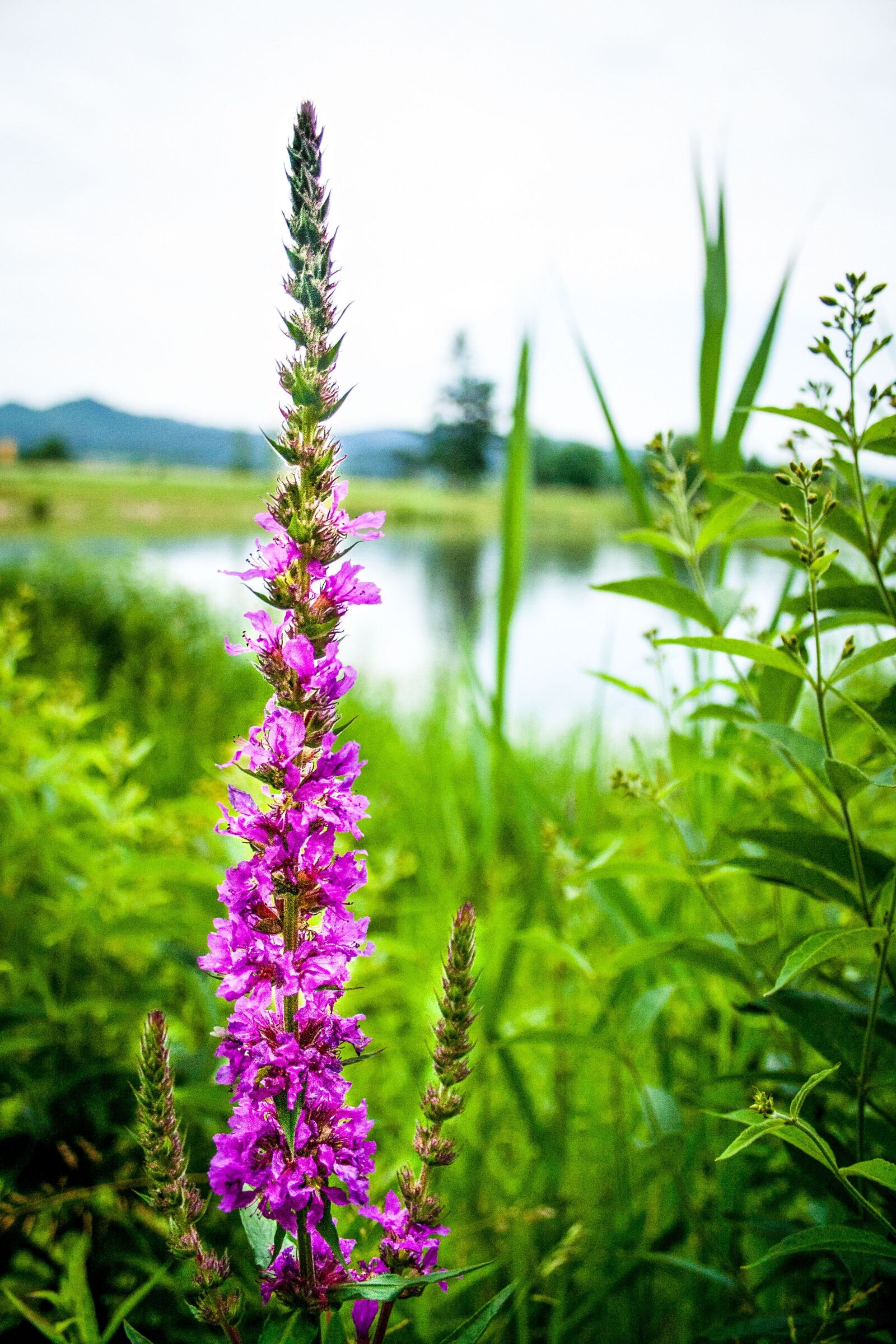 Canon EOS 350D (EOS Digital Rebel XT / EOS Kiss Digital N) sample photo. Loosestrife, blossom, bloom photography