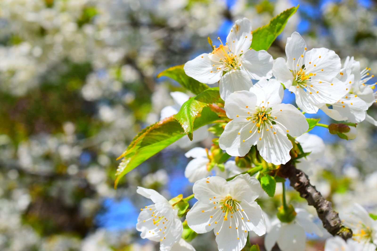 Nikon D3300 sample photo. Cherry wood, spring, cherries photography