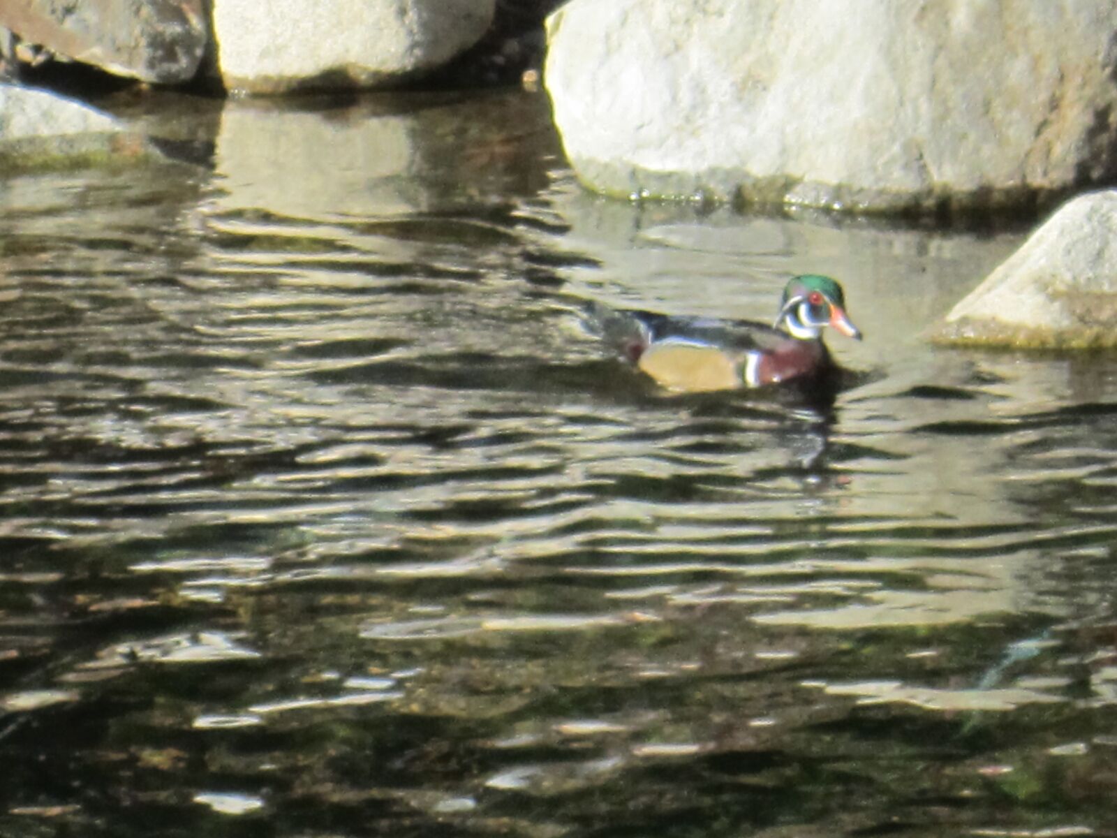 Canon PowerShot SD1400 IS (IXUS 130 / IXY 400F) sample photo. Duck, river, water photography