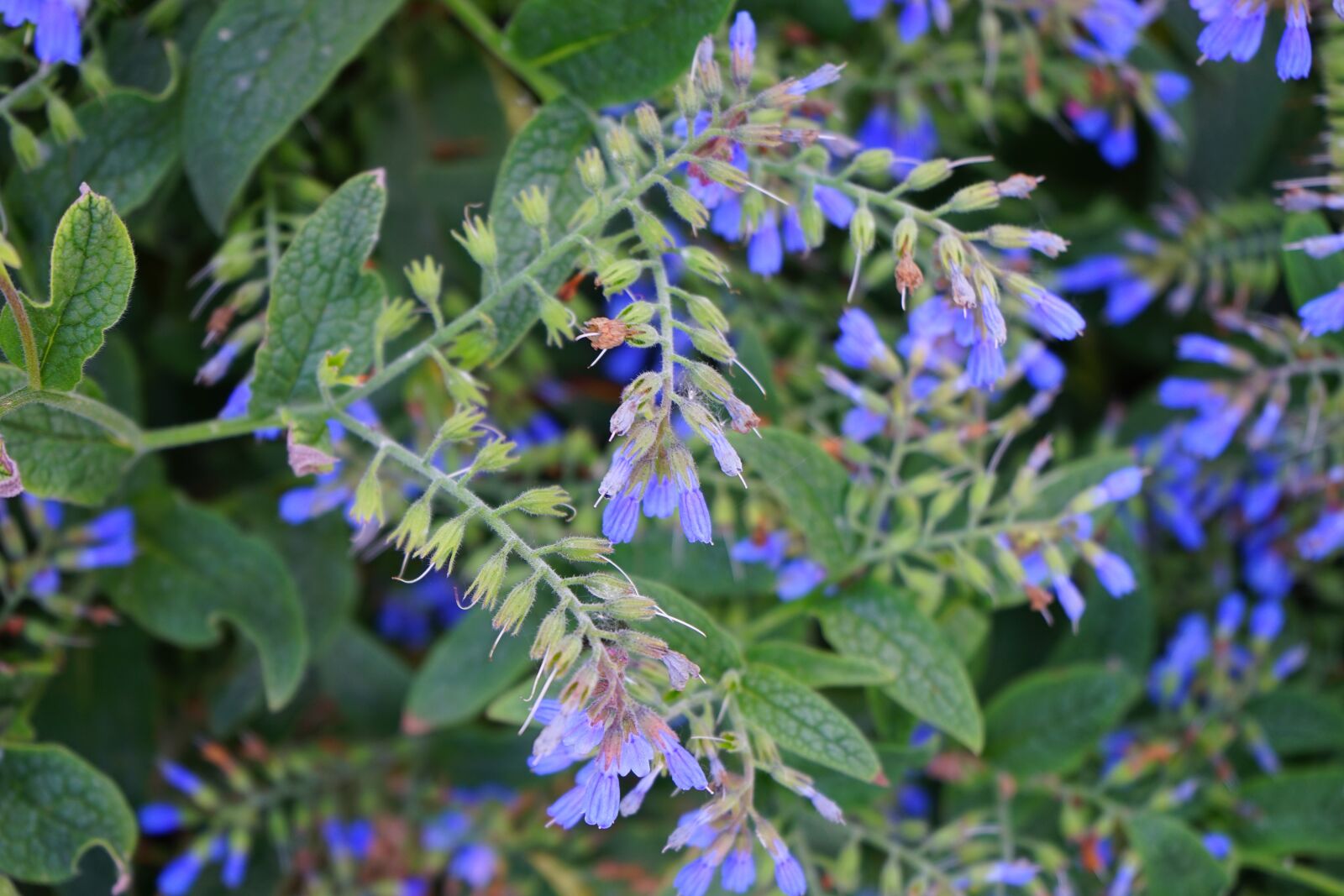 Sony a7 + Sony FE 28-70mm F3.5-5.6 OSS sample photo. Rough comfrey, flower, blue photography